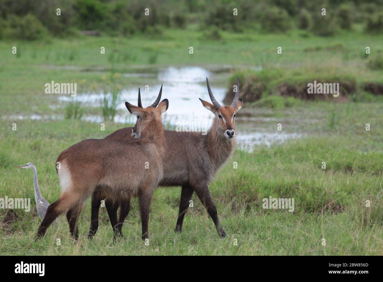 Two Waterbucks in the green Kenyan savannah. The landscape was flooded after heavy downpours. There is a gray heron right next to them. Stock Photo