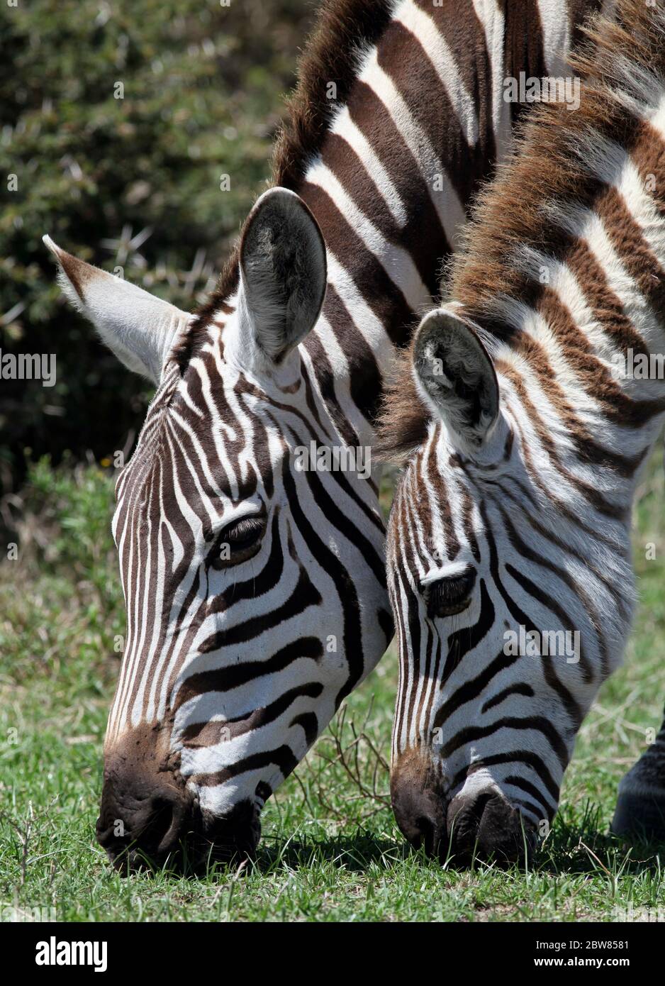 Close-up of the heads of two zebras while grazing Stock Photo