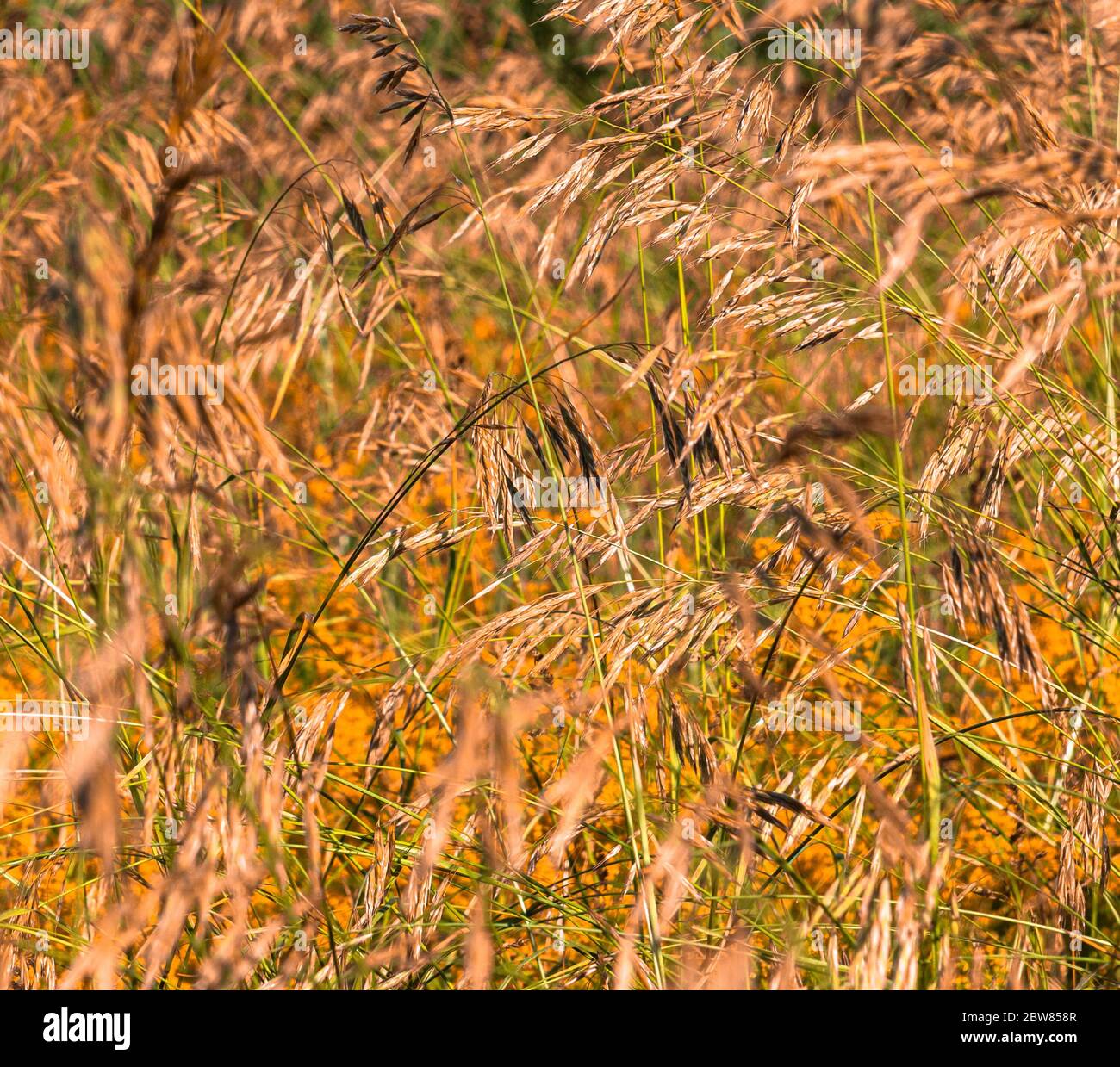 Red wild oatmeal in the fall. background Stock Photo Alamy