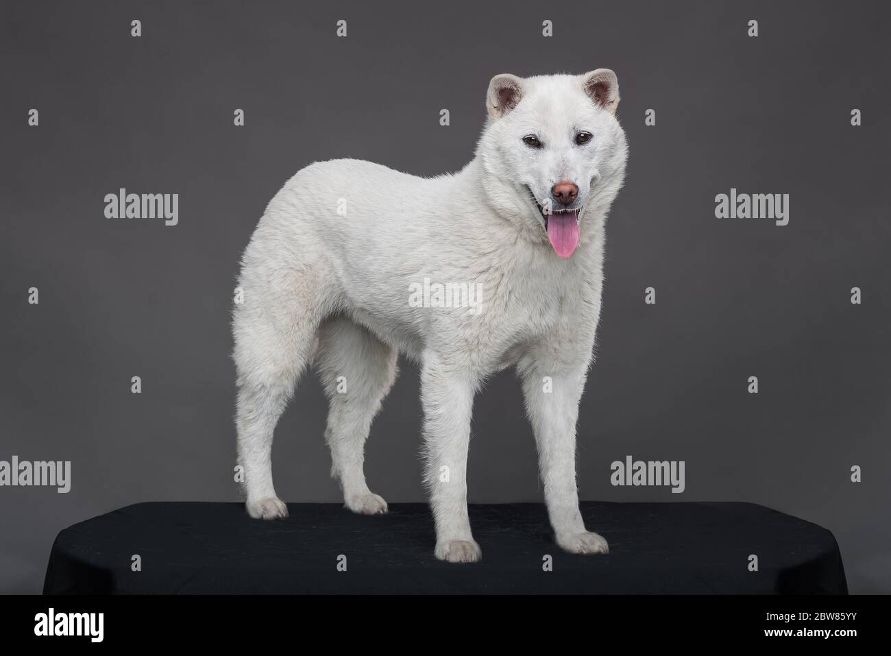 White middle size beautiful dog Kishu Inu Stock Photo