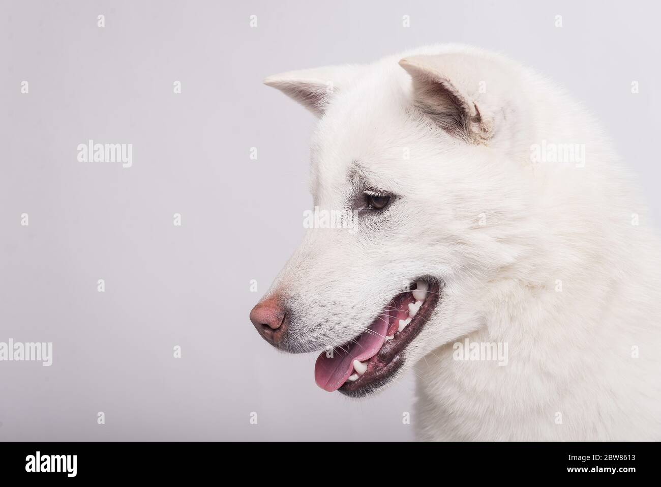 White middle size beautiful dog Kishu Inu Stock Photo