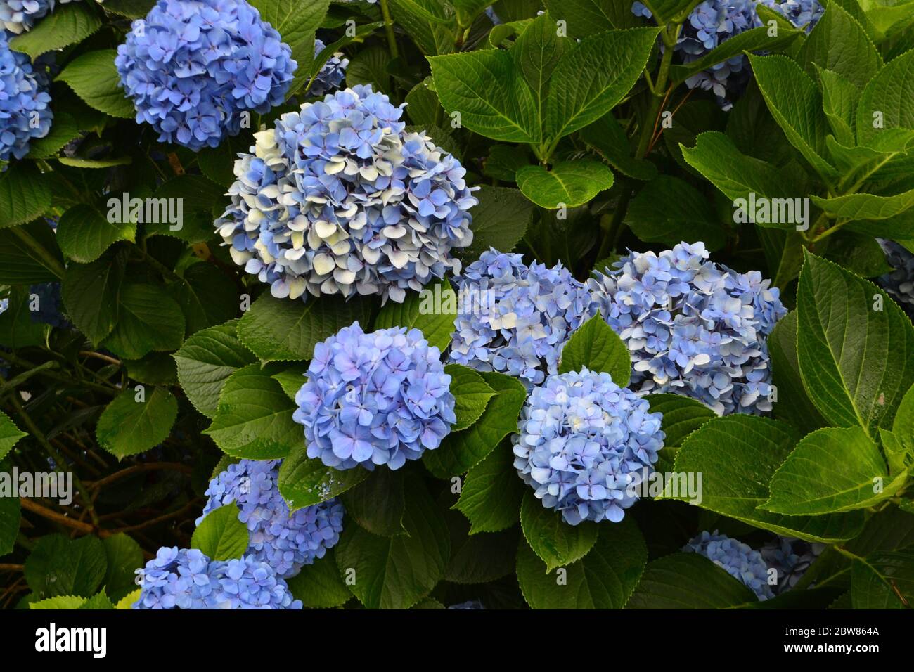 Blue Hydrangea macrophylla is a species in the family Hydrangeaceae Stock Photo