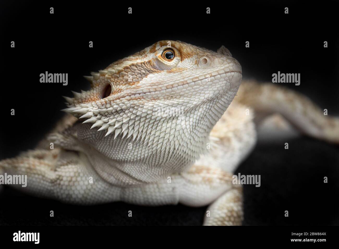 Bearded Dragon pet lizard reptile Stock Photo Alamy