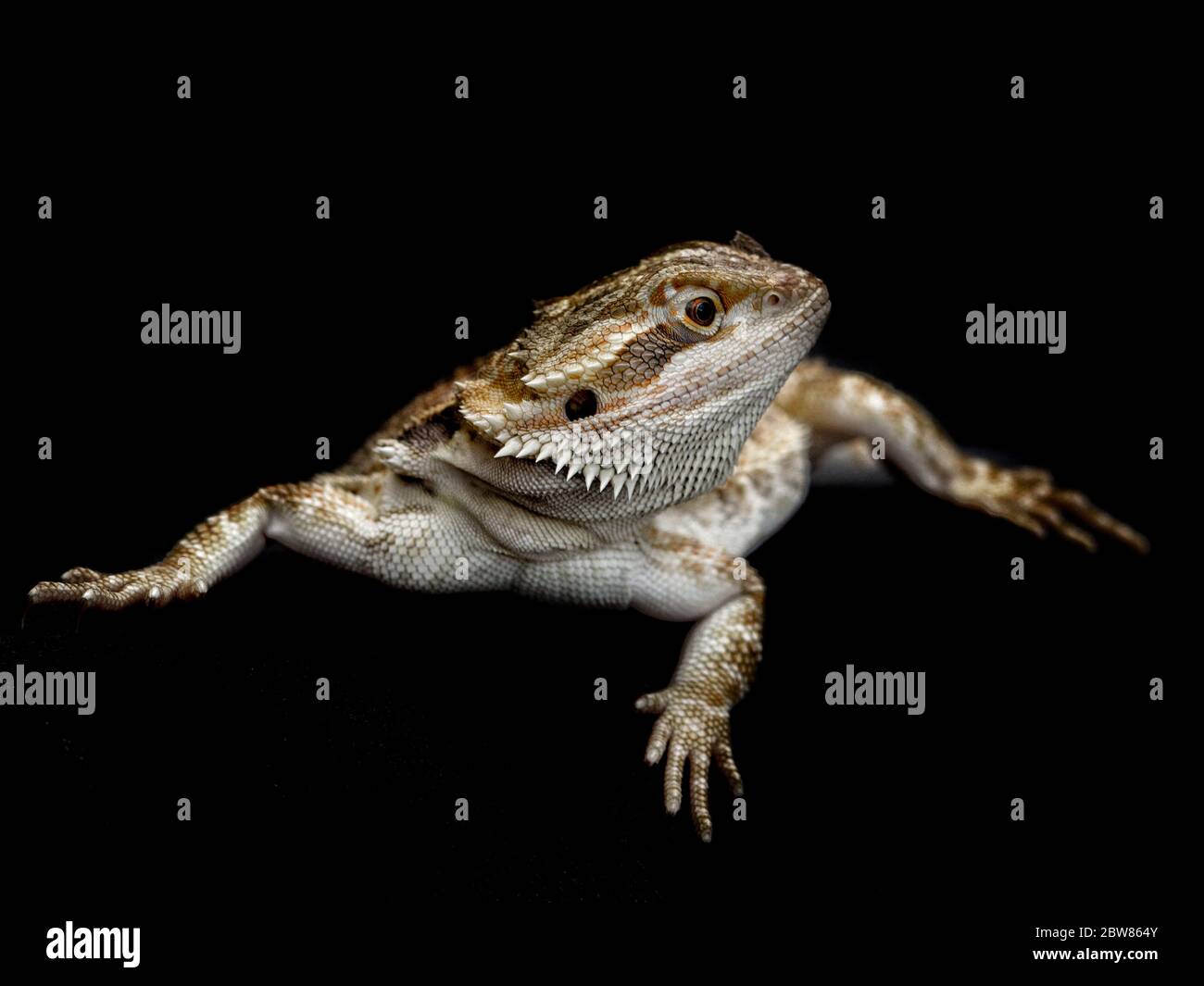 Bearded Dragon pet lizard reptile Stock Photo