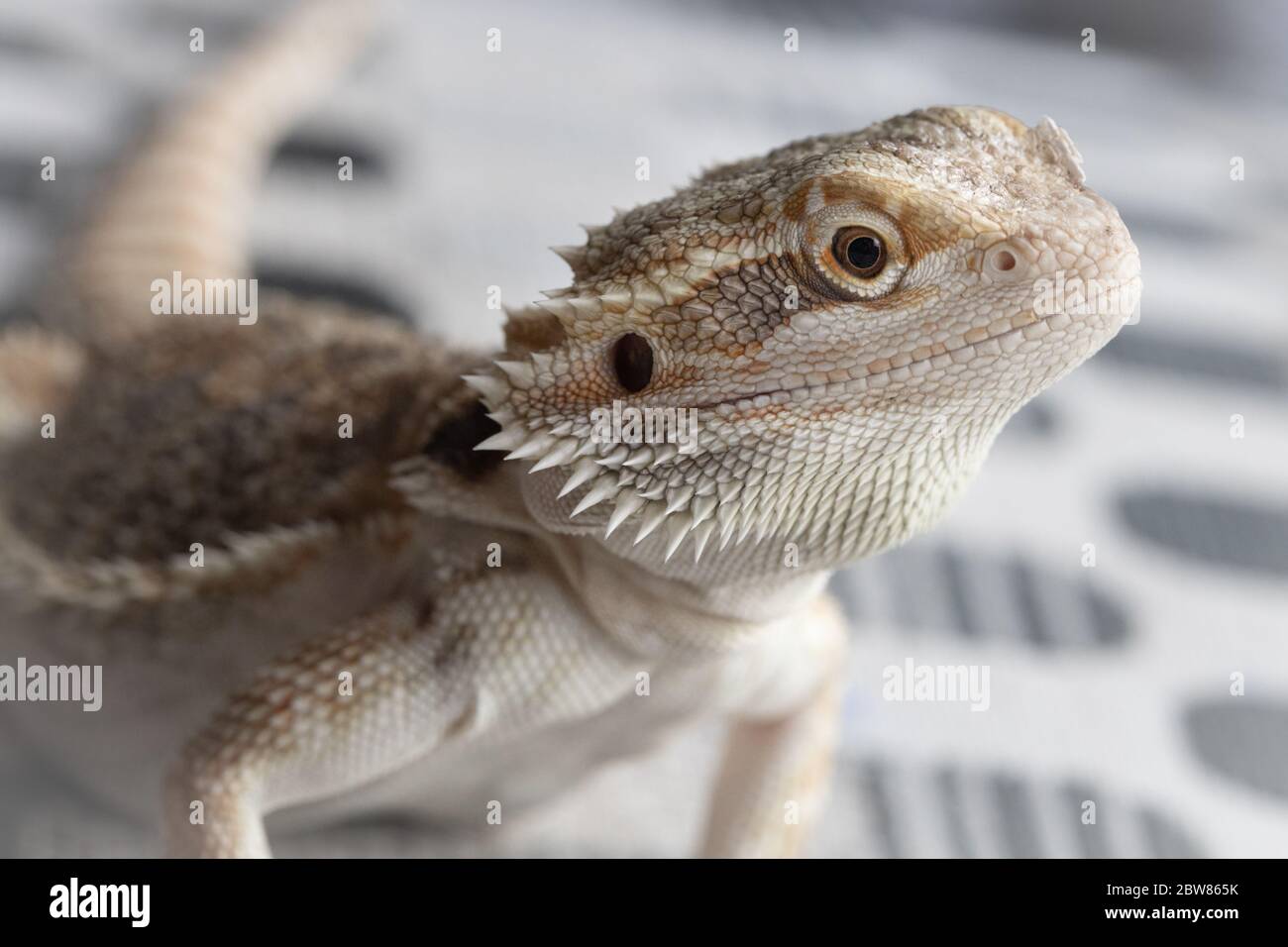 Bearded Dragon pet lizard reptile Stock Photo Alamy