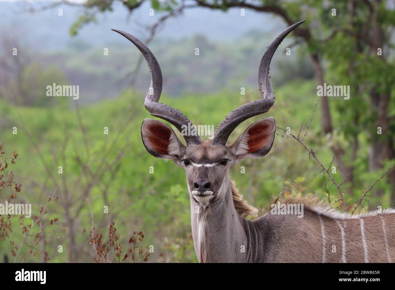 long-twisted-horns-hi-res-stock-photography-and-images-alamy