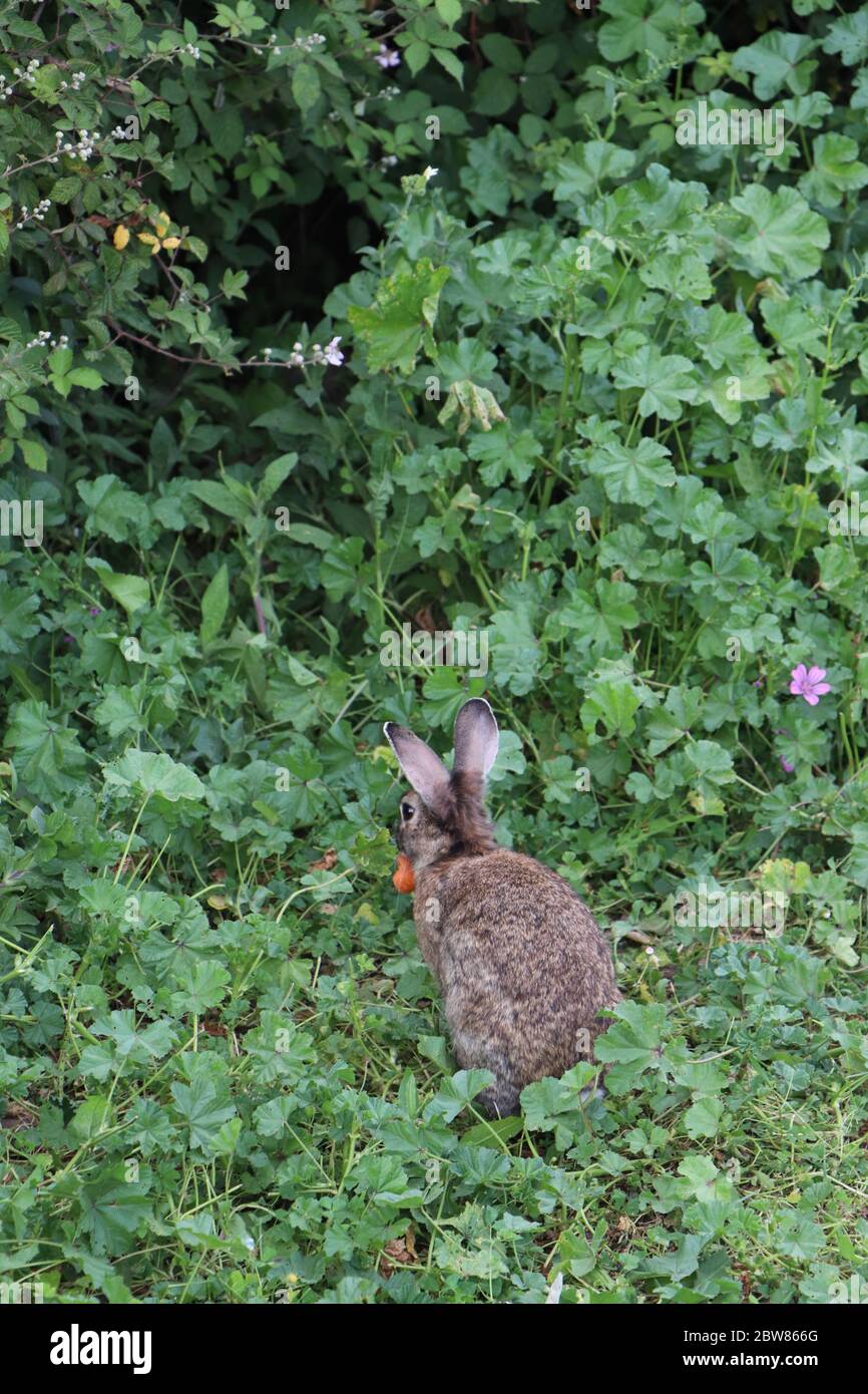 rabbit hiding in bushes Stock Photo Alamy