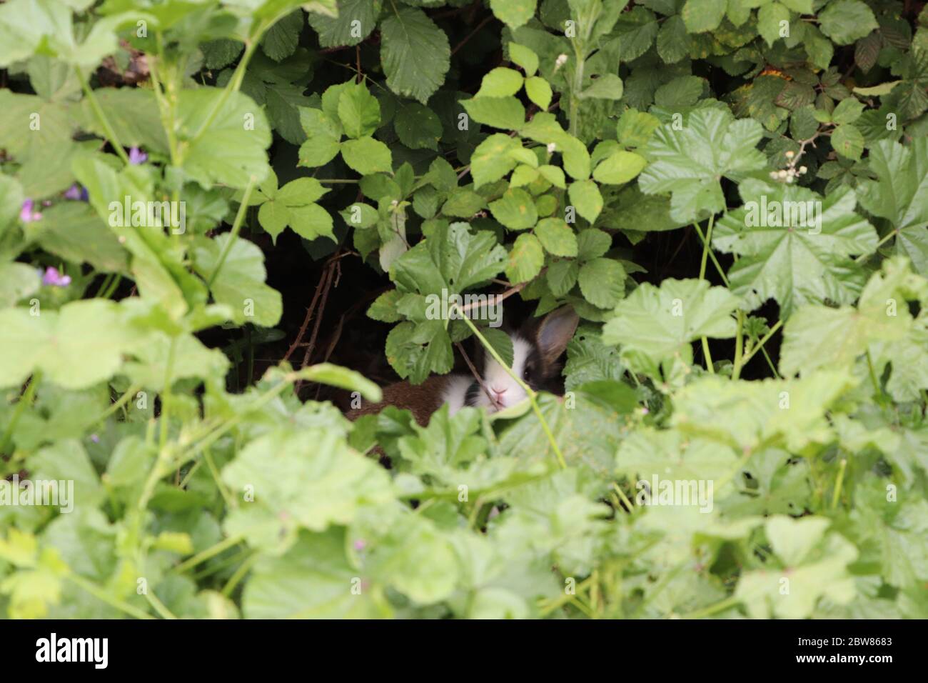 rabbit hiding in bushes Stock Photo