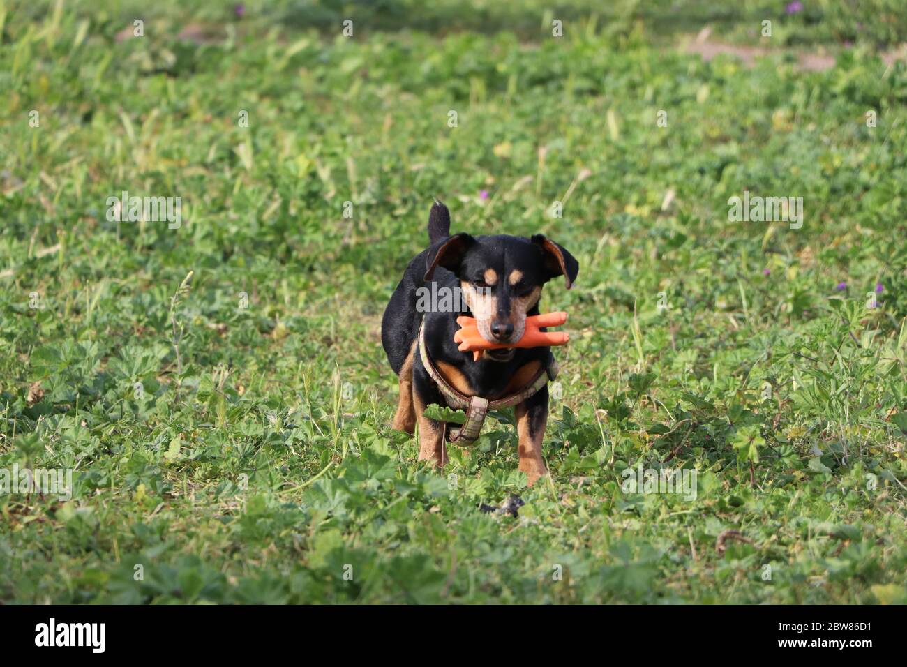 small dog holding a toy Stock Photo
