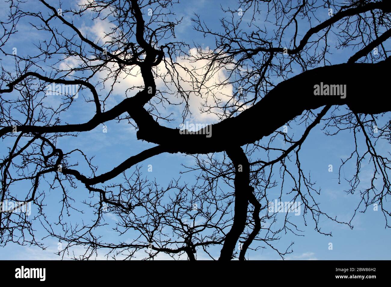 Silhouetted leafless tree hi-res stock photography and images - Alamy
