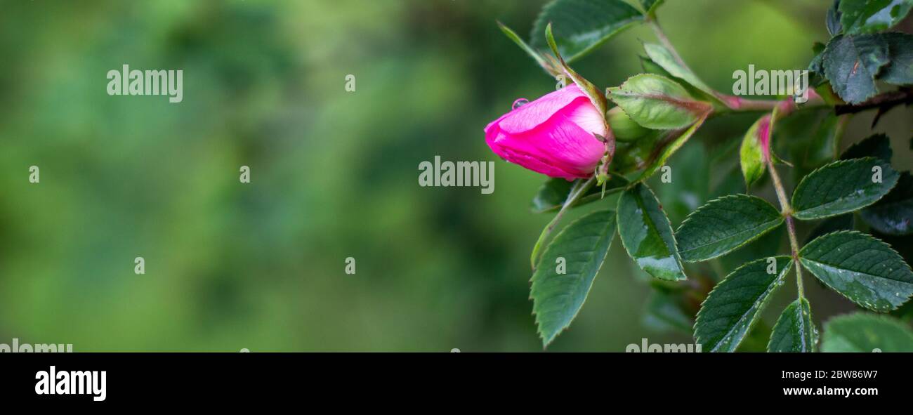 Panorama Roses Horizontal panorama hi-res stock photography and images - Alamy