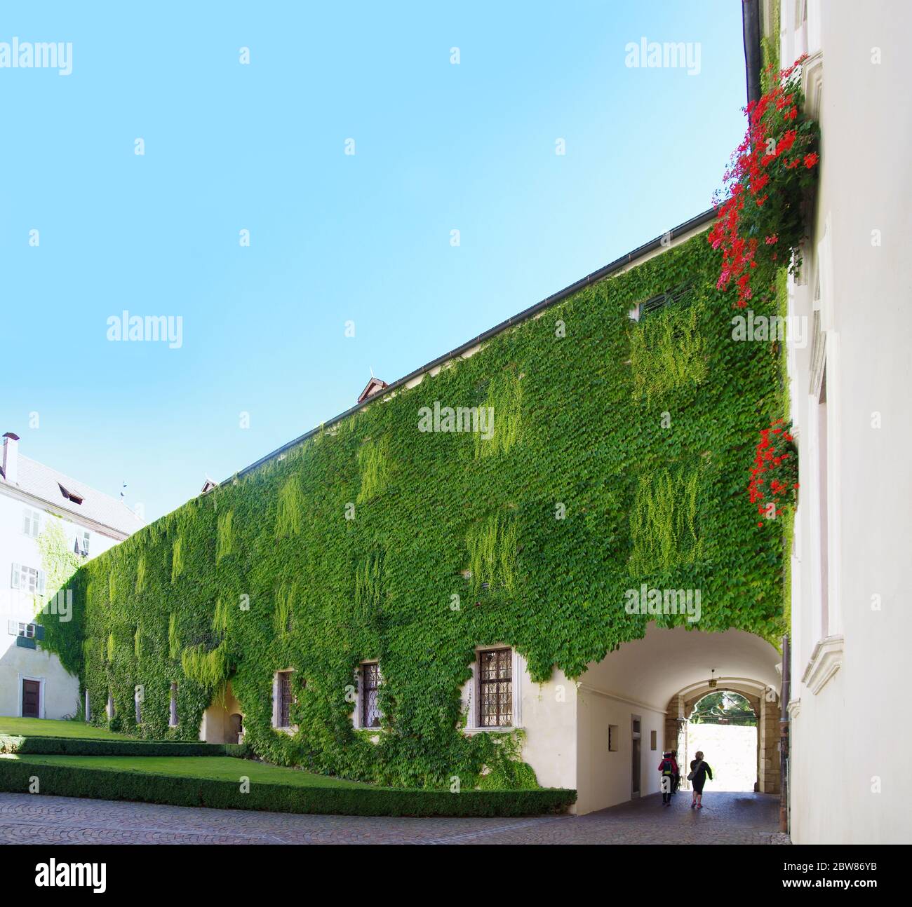 climbing plants on the ancient building of the abbey of novacella, in ...