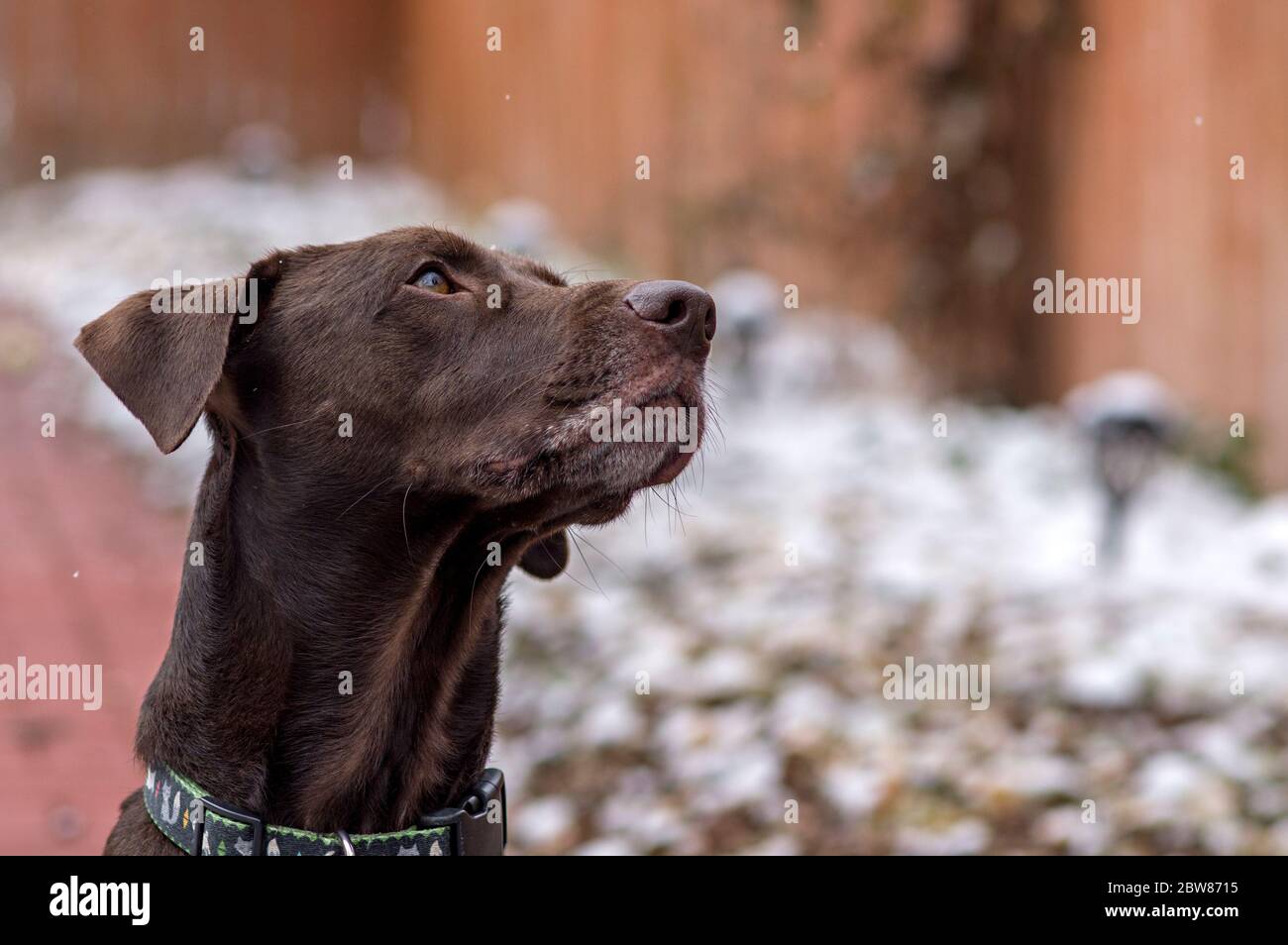 Portrait of a Brown German Shorthaired Pointer in Winter Stock Photo