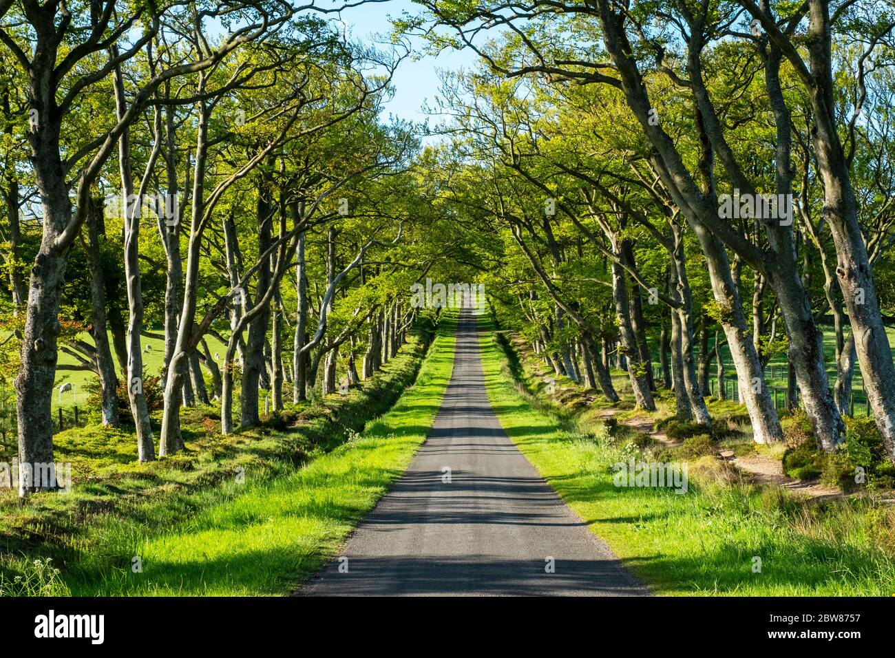 The tree-lined avenue which act as an access road to the Pentland Hills Regional park, near Balerno, Midlothian, Scotland. Stock Photo