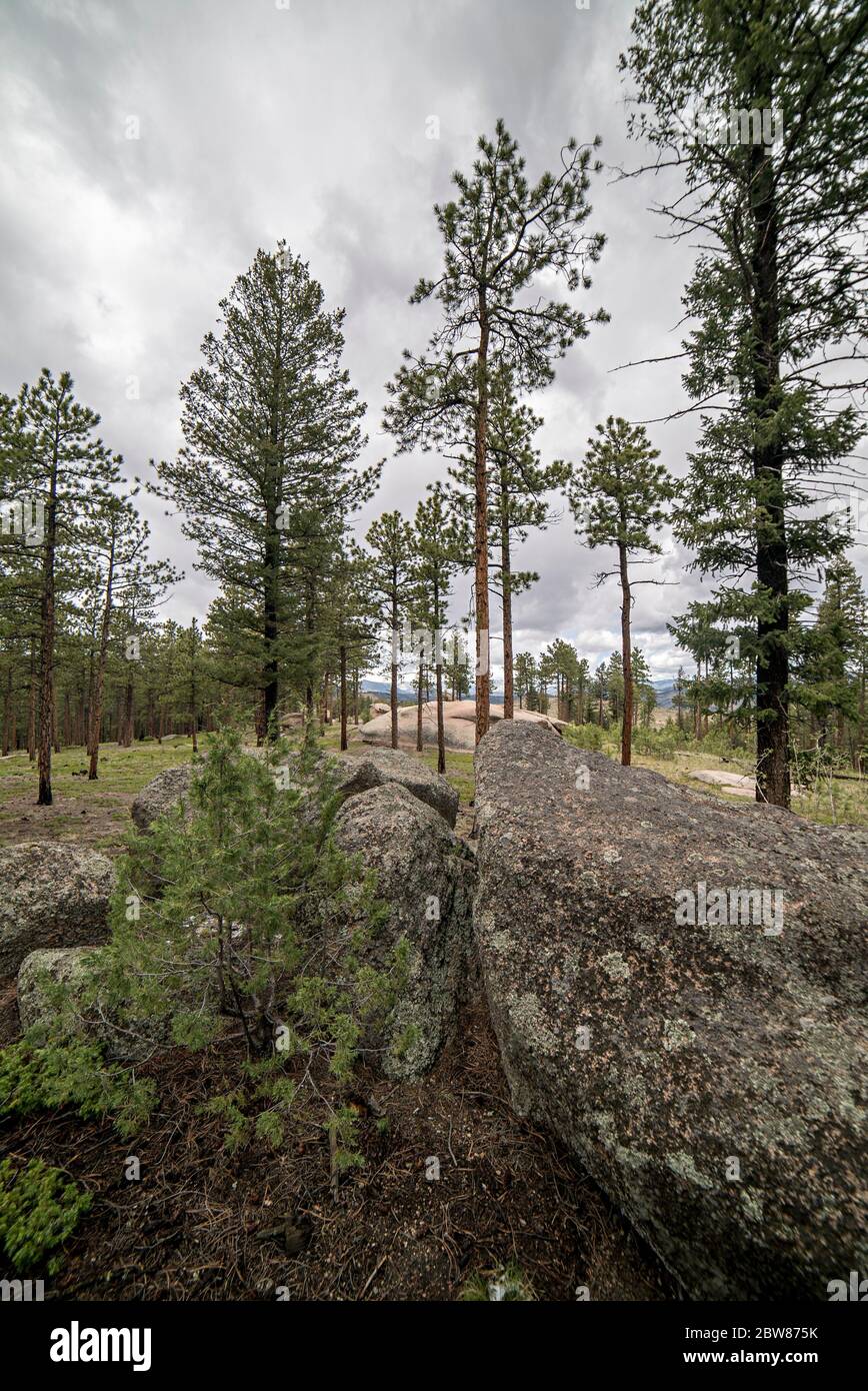 Trees and Rocks Landscape Photos Alongside the McCullough Gulch Trails 
