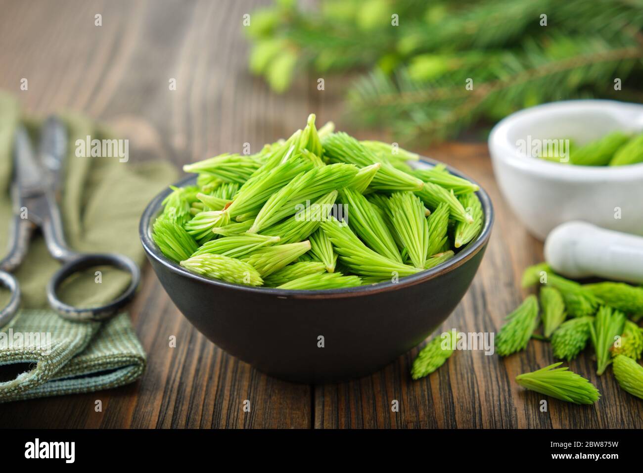 Spruce tips in a black bowl, mortar of fir buds and needles, twigs of fir tree on wooden table. Stock Photo