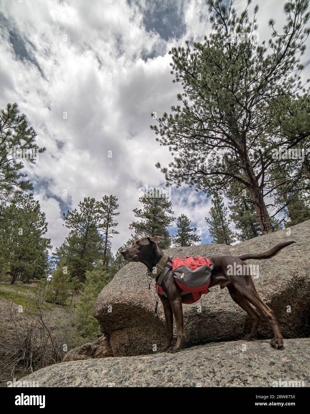 Athletic and Healthy Brown German Shorthaired Pointer Dog in Backpack