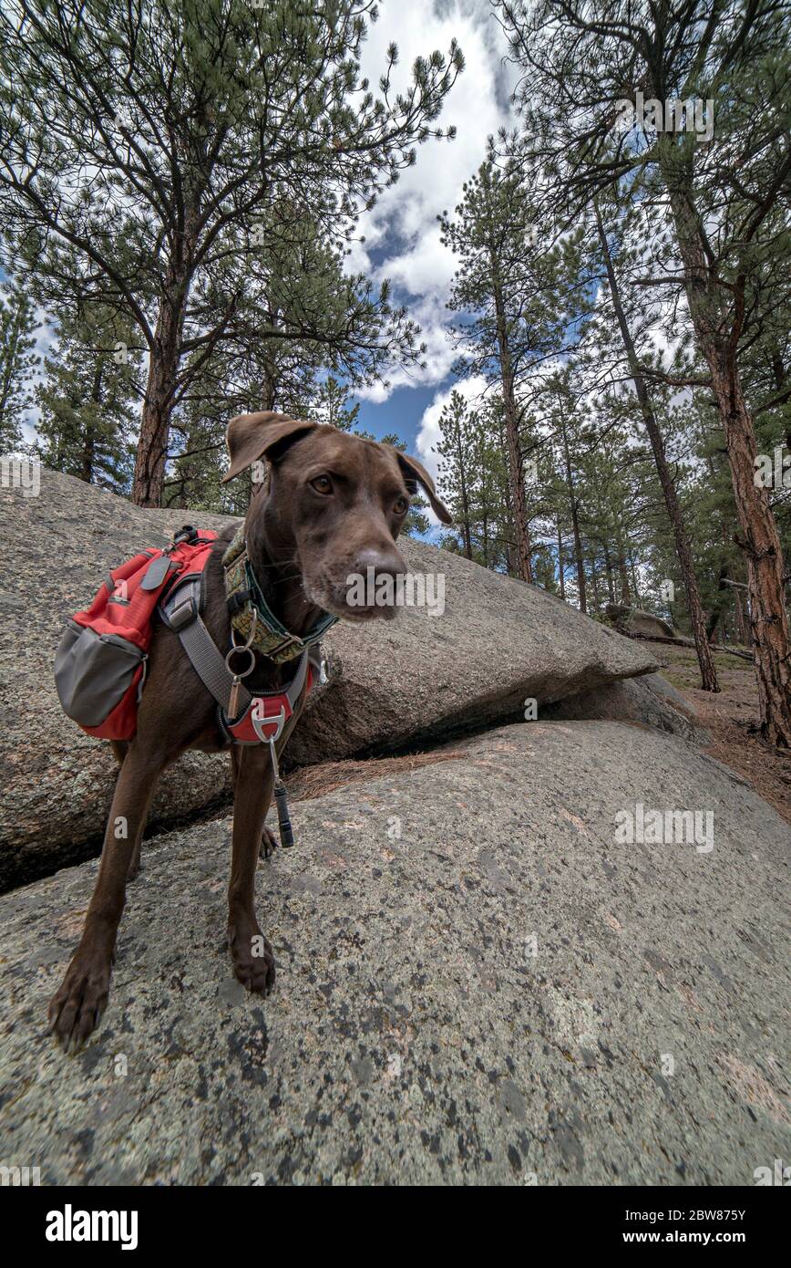 Athletic and Healthy Brown German Shorthaired Pointer Dog in Backpack