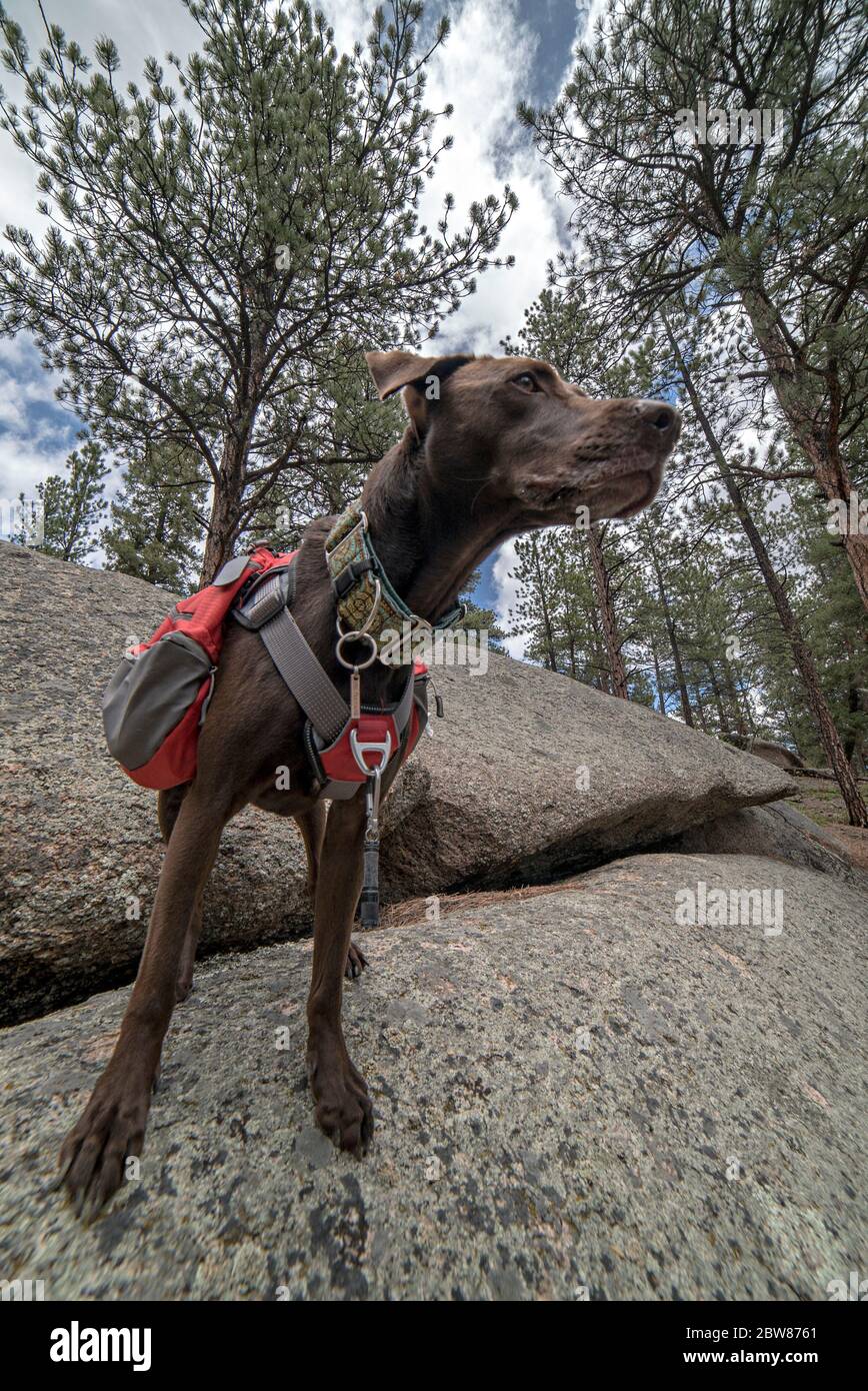 Athletic and Healthy Brown German Shorthaired Pointer Dog in Backpack and Harness Hiking and Climbing Stock Photo