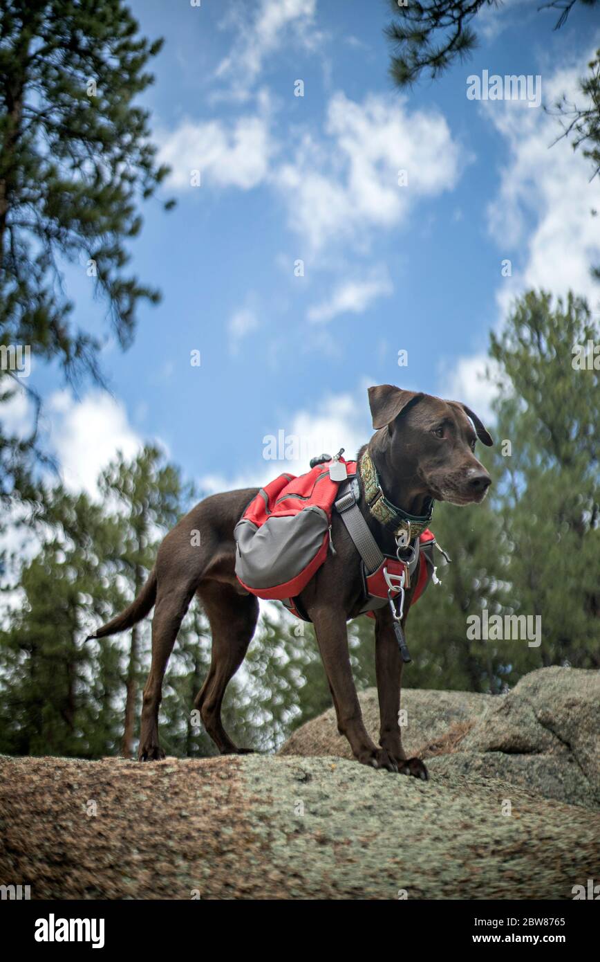 Athletic and Healthy Brown German Shorthaired Pointer Dog in Backpack and Harness Hiking and Climbing Stock Photo