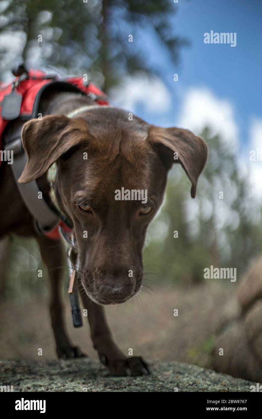 Athletic and Healthy Brown German Shorthaired Pointer Dog in Backpack