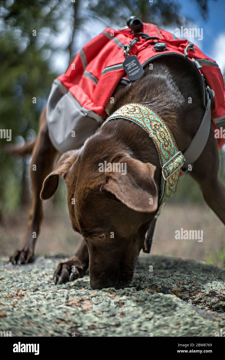 Athletic and Healthy Brown German Shorthaired Pointer Dog in Backpack