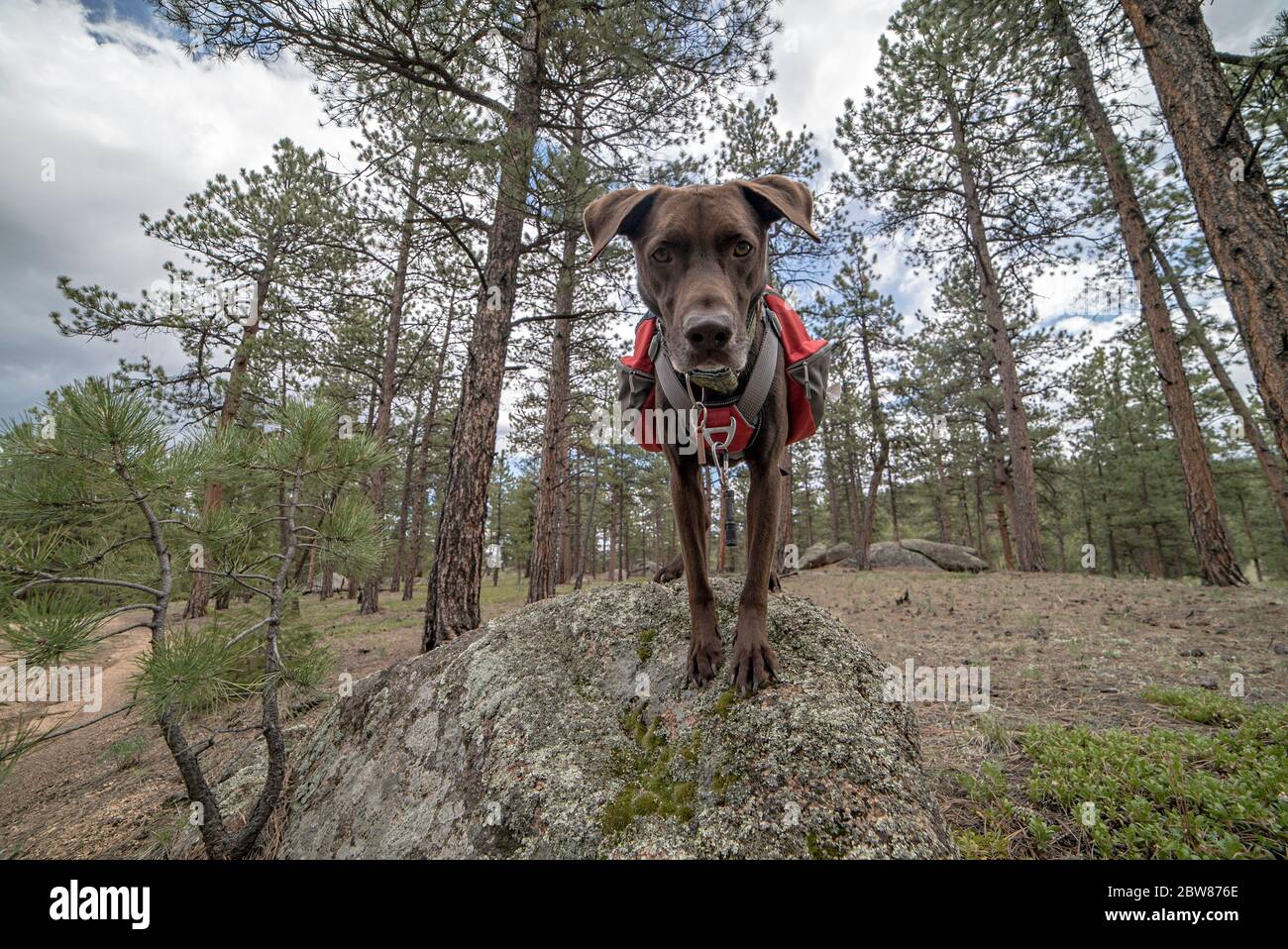 Athletic and Healthy Brown German Shorthaired Pointer Dog in Backpack