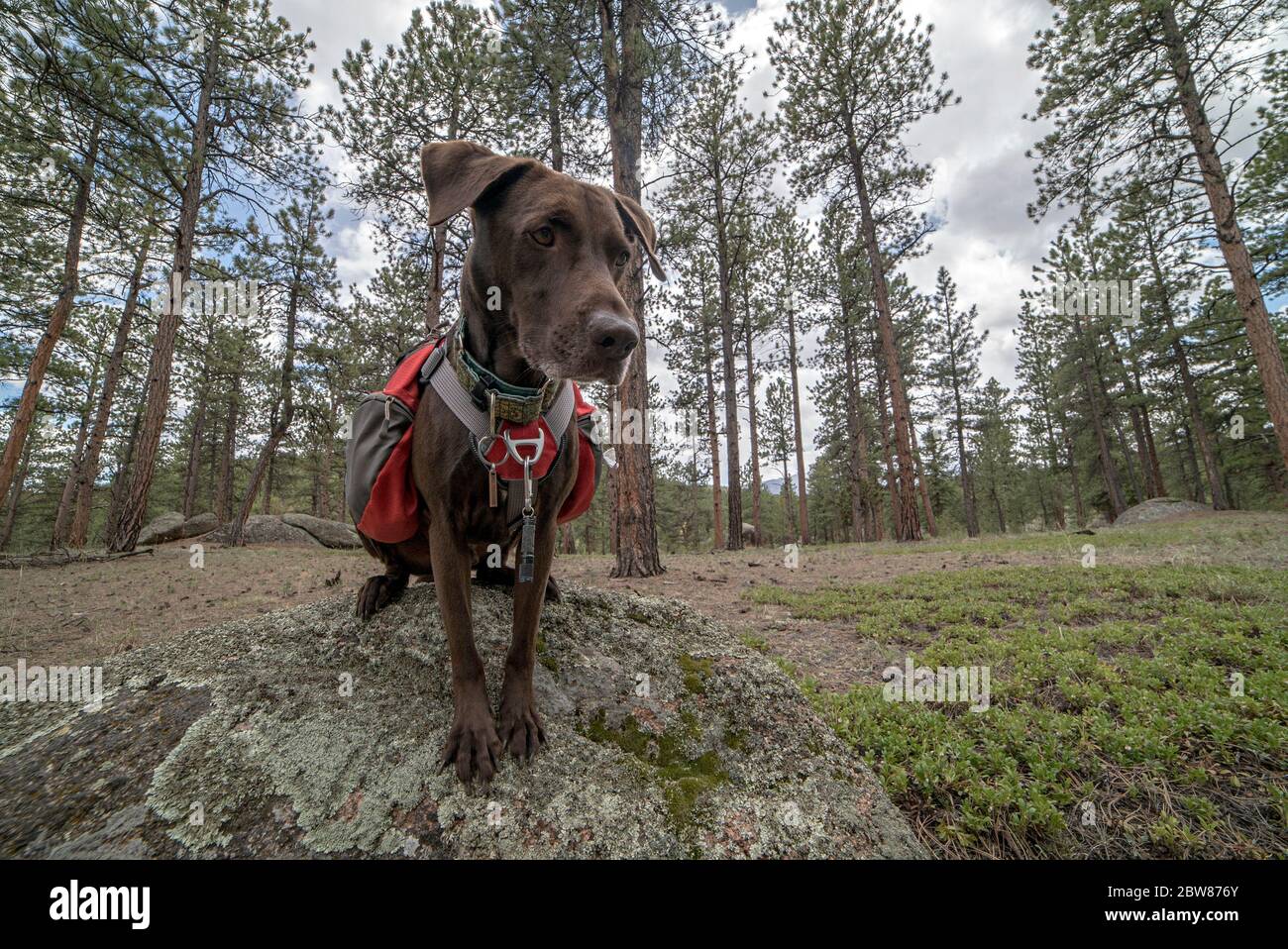 Athletic and Healthy Brown German Shorthaired Pointer Dog in Backpack