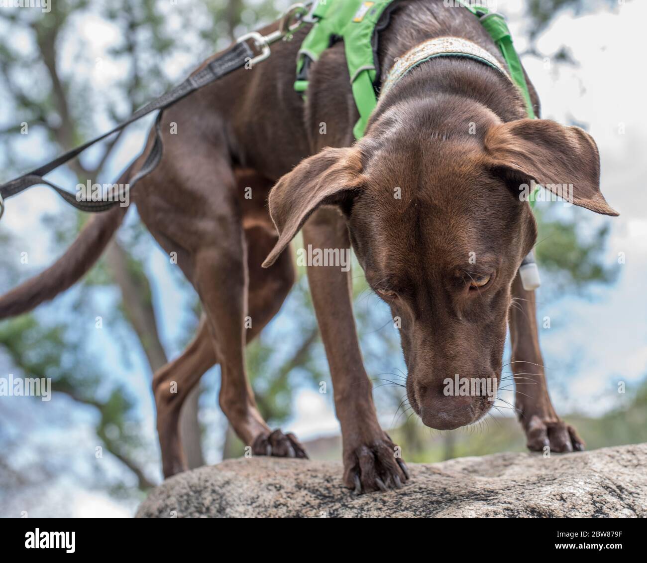 Athletic and Healthy Brown German Shorthaired Pointer Dog in Backpack