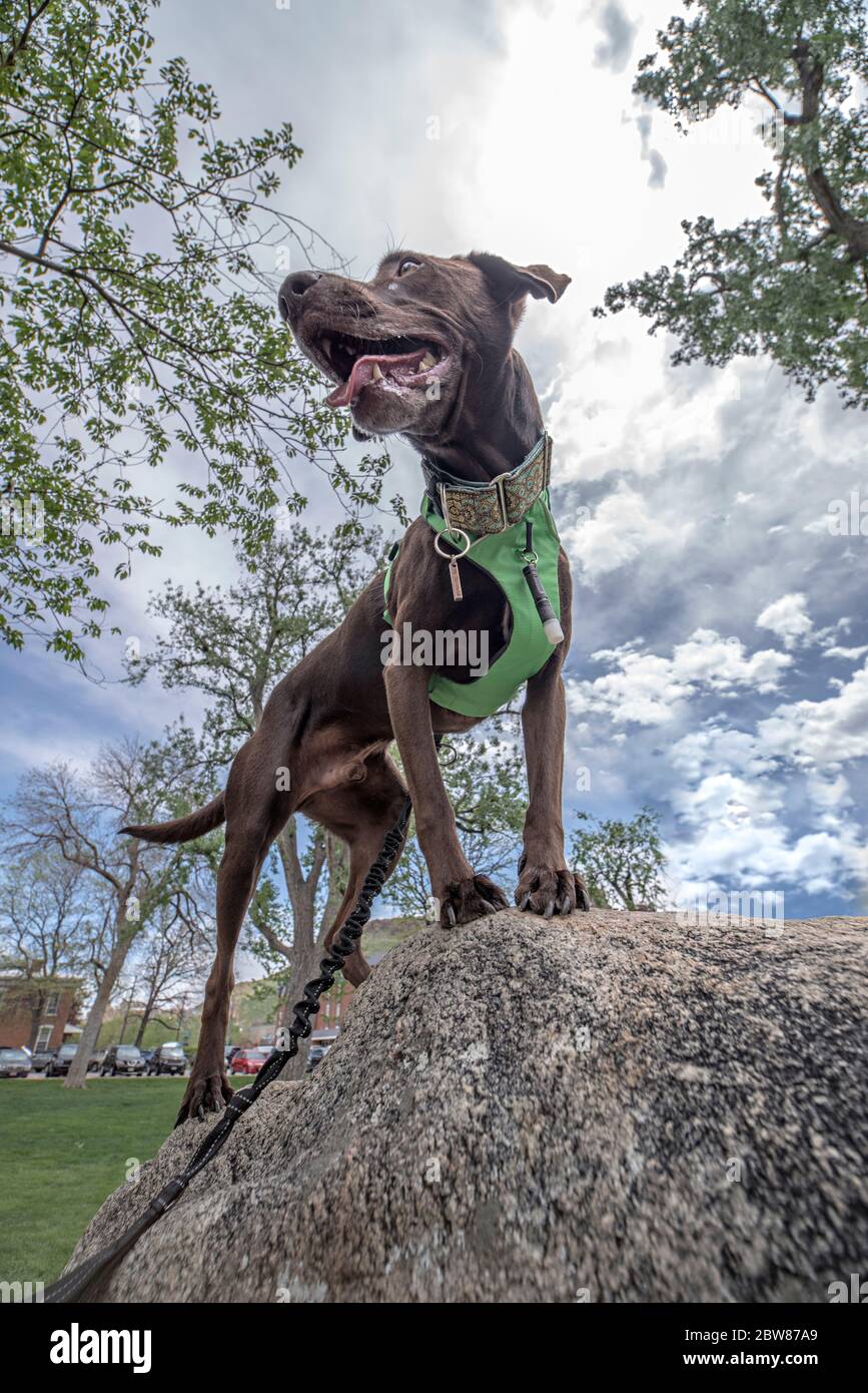 Athletic and Healthy Brown German Shorthaired Pointer Dog in Backpack