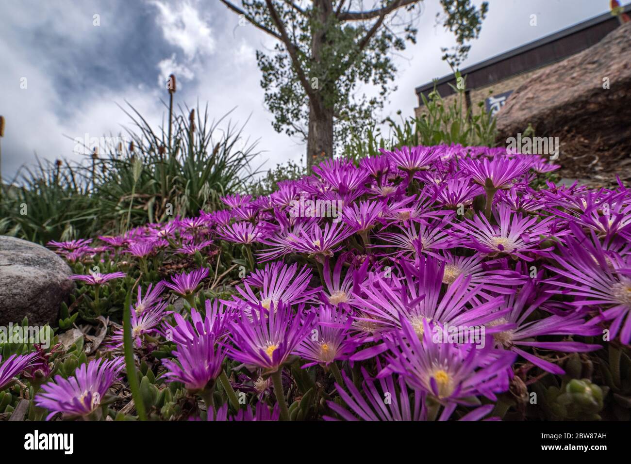 Purple Flowers in Spring Alongside the River Walk in Golden, Colorado, in Spring Stock Photo