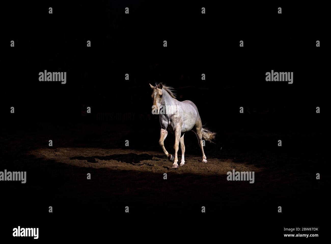 White Horse in Darkened Space with Direct Spotlight Stock Photo