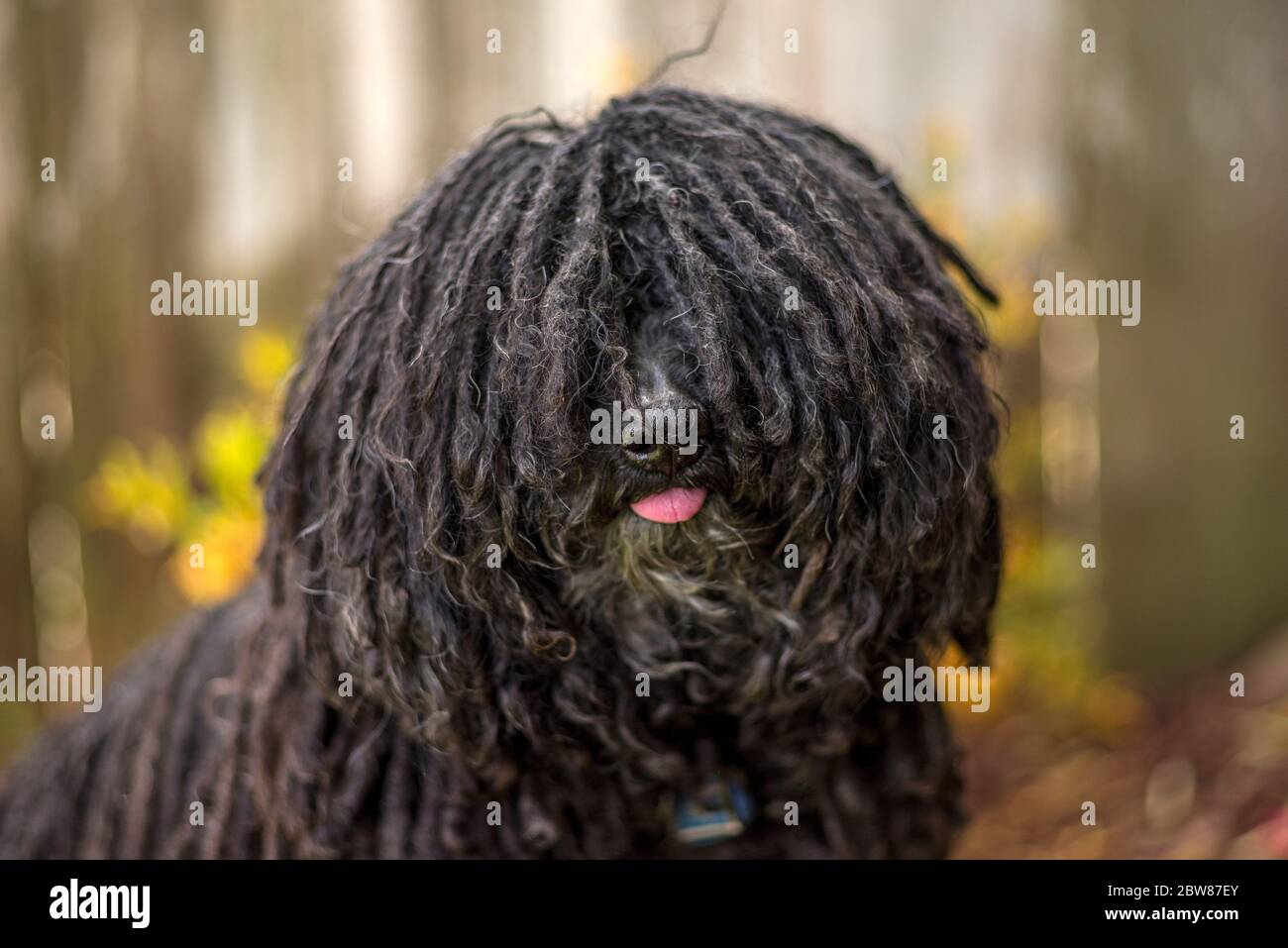 Hungarian Puli (Pulik) with Show Quality Cords Portrait Stock Photo