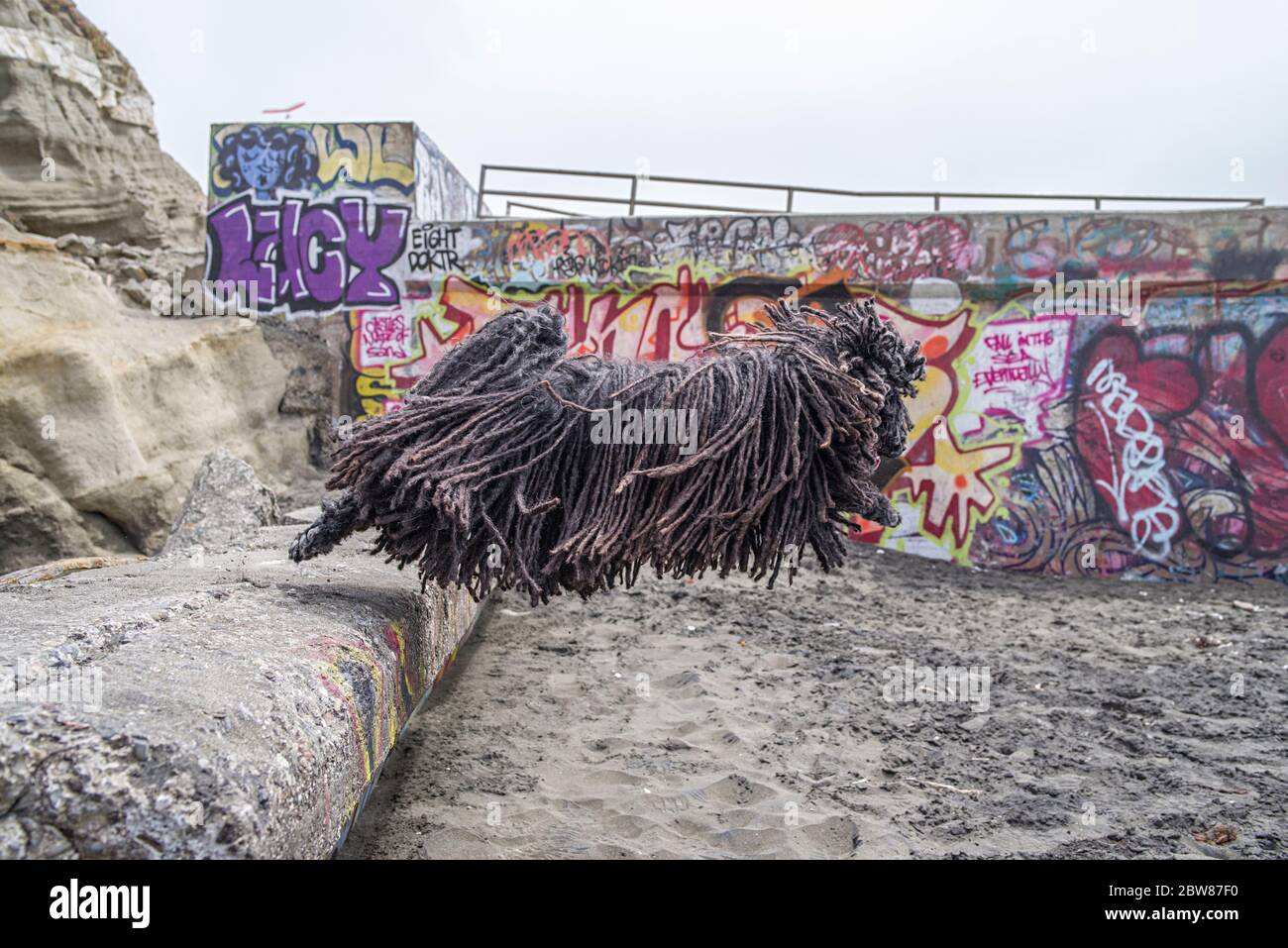 Hungarian Puli (Pulik) with Show Quality Cords Jumping in front of a Wall Stock Photo