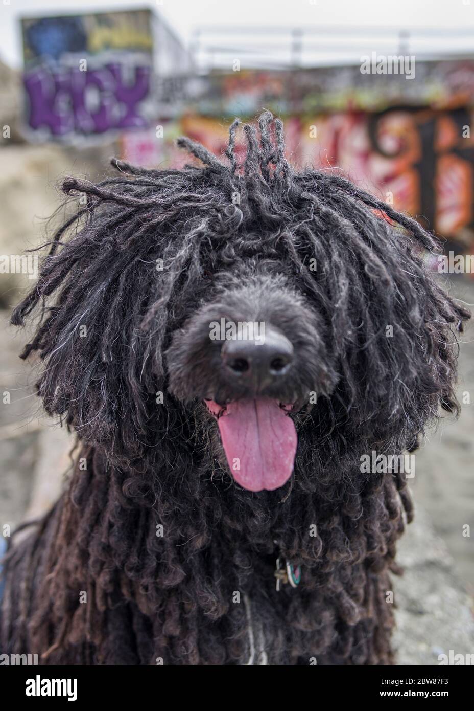 Hungarian Puli (Pulik) with Show Quality Cords Portrait Stock Photo