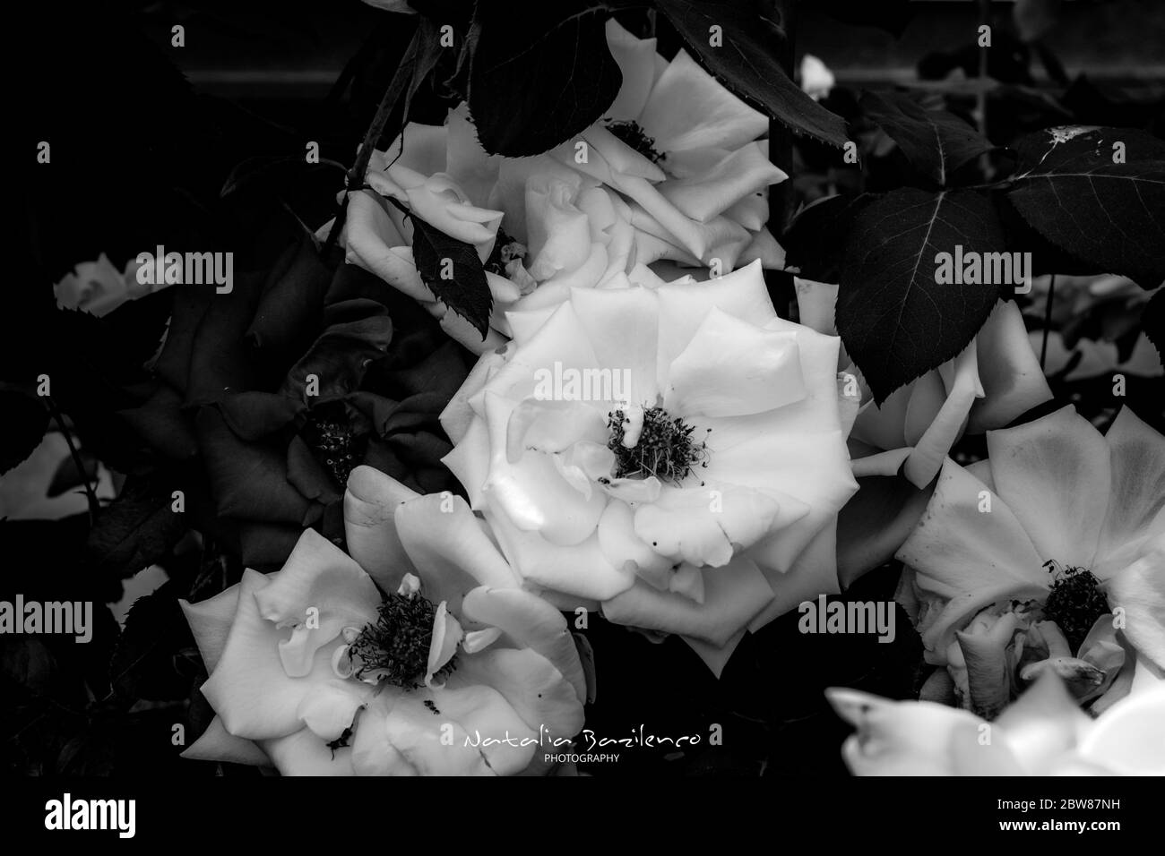 Black and white rose close up flower photography Stock Photo Alamy