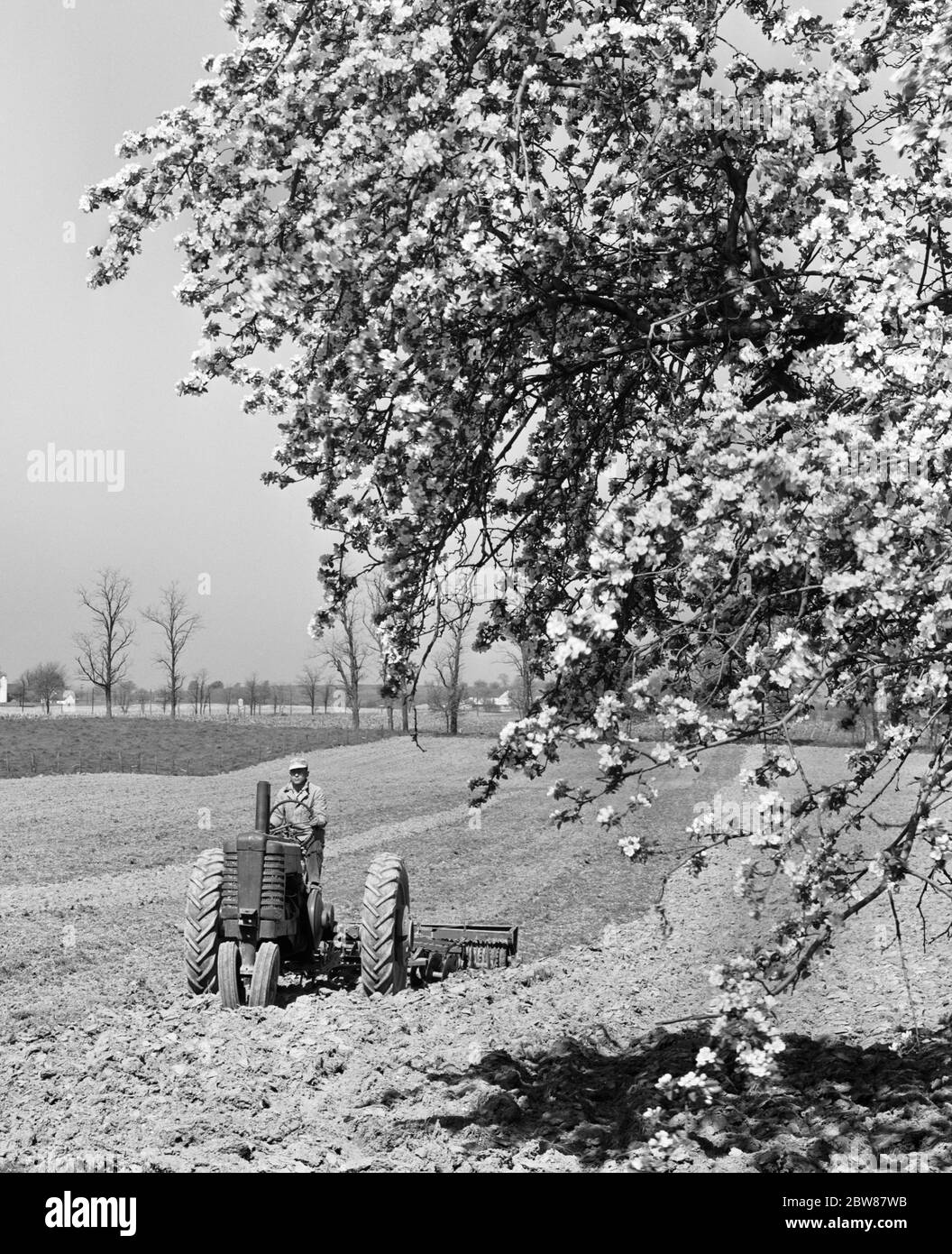 1950s FARMER ON TRACTOR CULTIVATING FIELD DRIVING PAST LARGE BLOSSOMING TREE TOWARD CAMERA - f10096 HEL001 HARS BLACK AND WHITE BLOSSOMING CAUCASIAN ETHNICITY CULTIVATING OLD FASHIONED Stock Photo