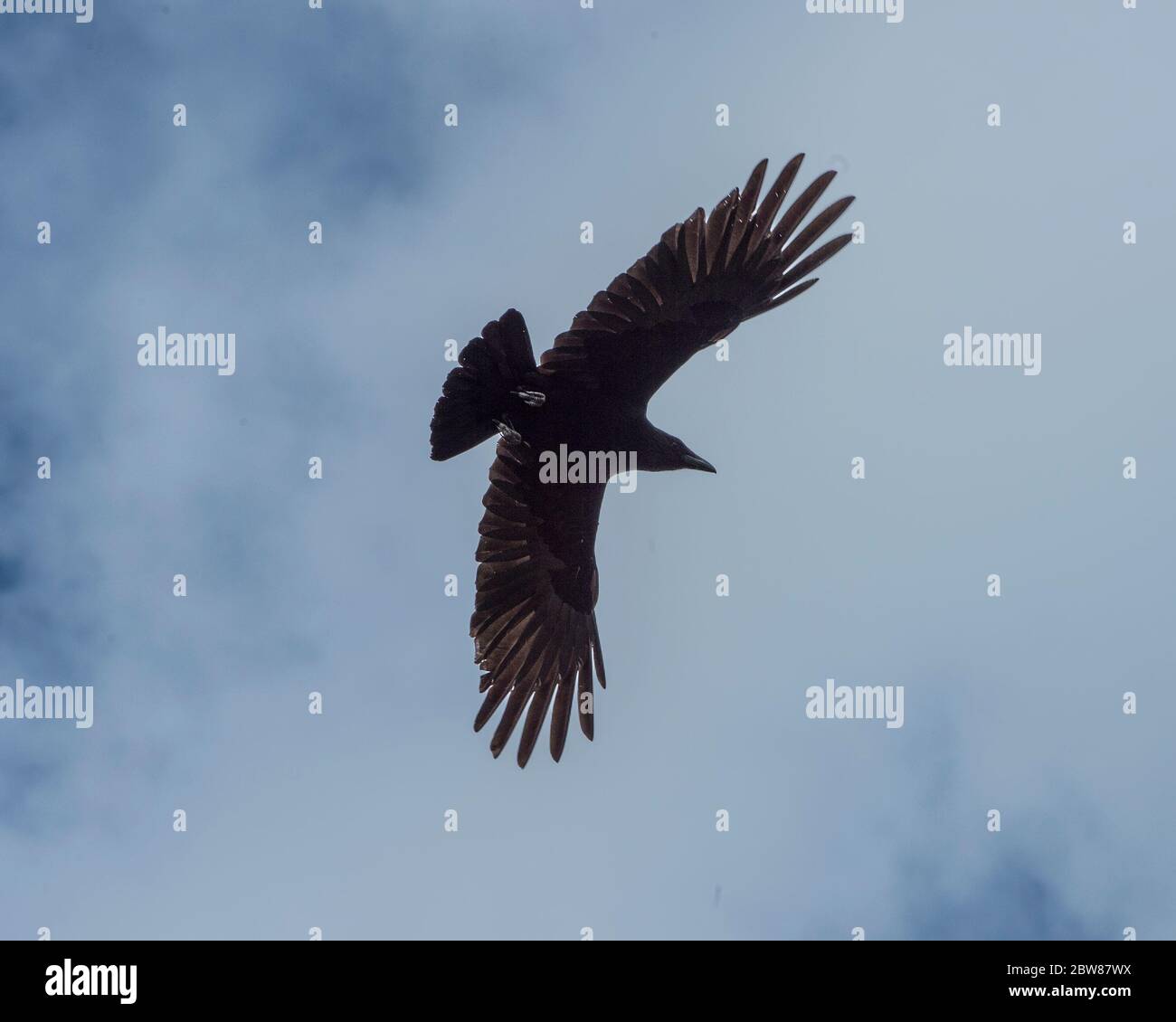 corvus corone, common crow Stock Photo