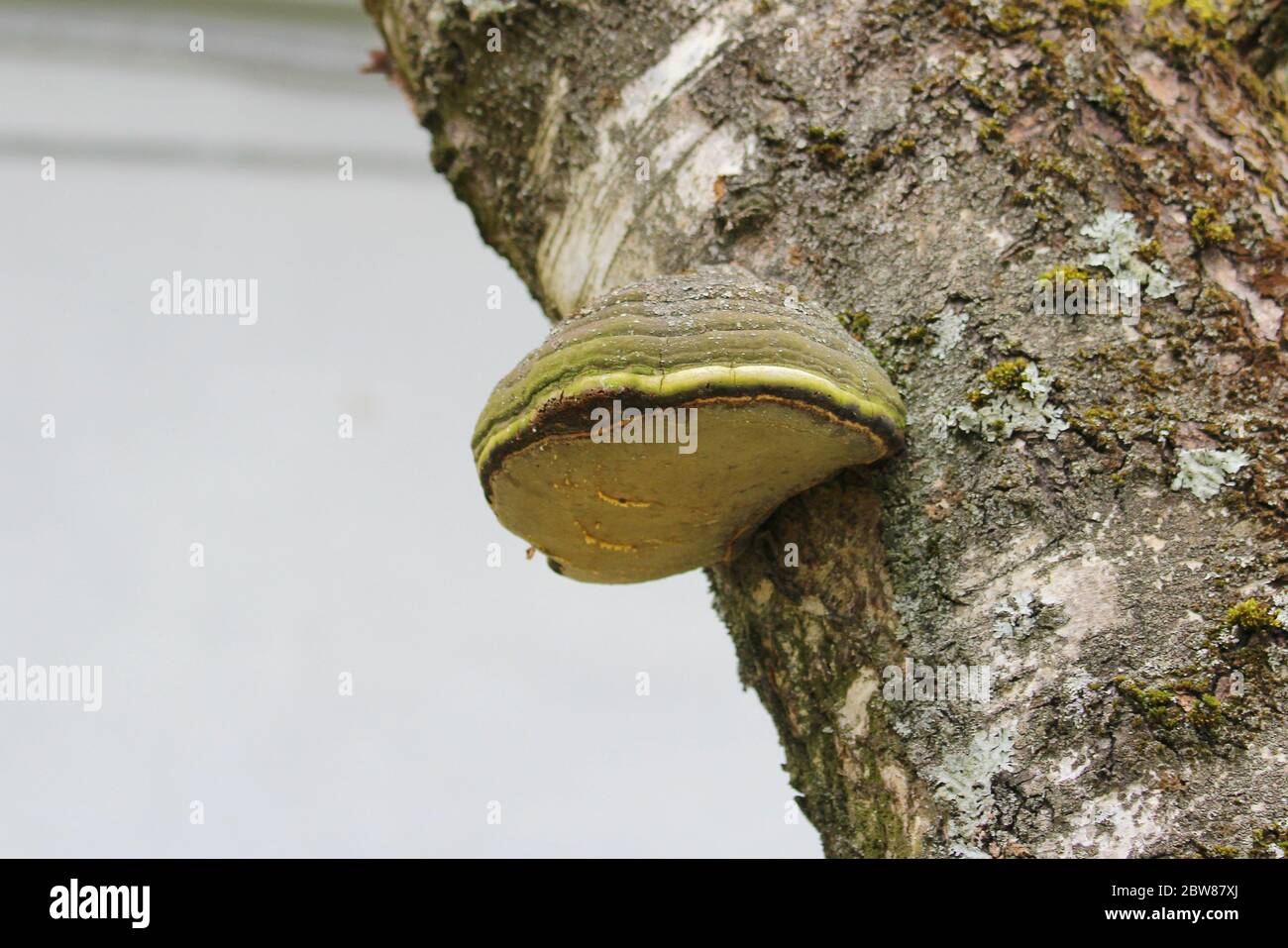 A wood mushroom on the trunk of a birch tree. Parasitic fungus on a tree. Texture of bark and moss. Stock Photo