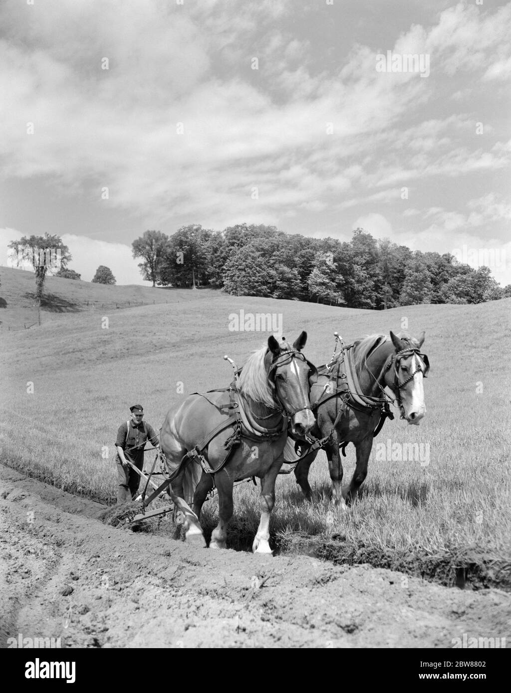 1940s ELDERLY FARMER TRAILING BEHIND PAIR OF DRAFT HORSES PLOWING NEW ENGLAND FIELD USA - f10944 HEL001 HARS MAMMALS STRENGTH PLOW FARMERS POWERFUL PLOWING OCCUPATIONS DRAFT COOPERATION MAMMAL NEW ENGLAND TOGETHERNESS TRAILING BLACK AND WHITE CAUCASIAN ETHNICITY OLD FASHIONED Stock Photo