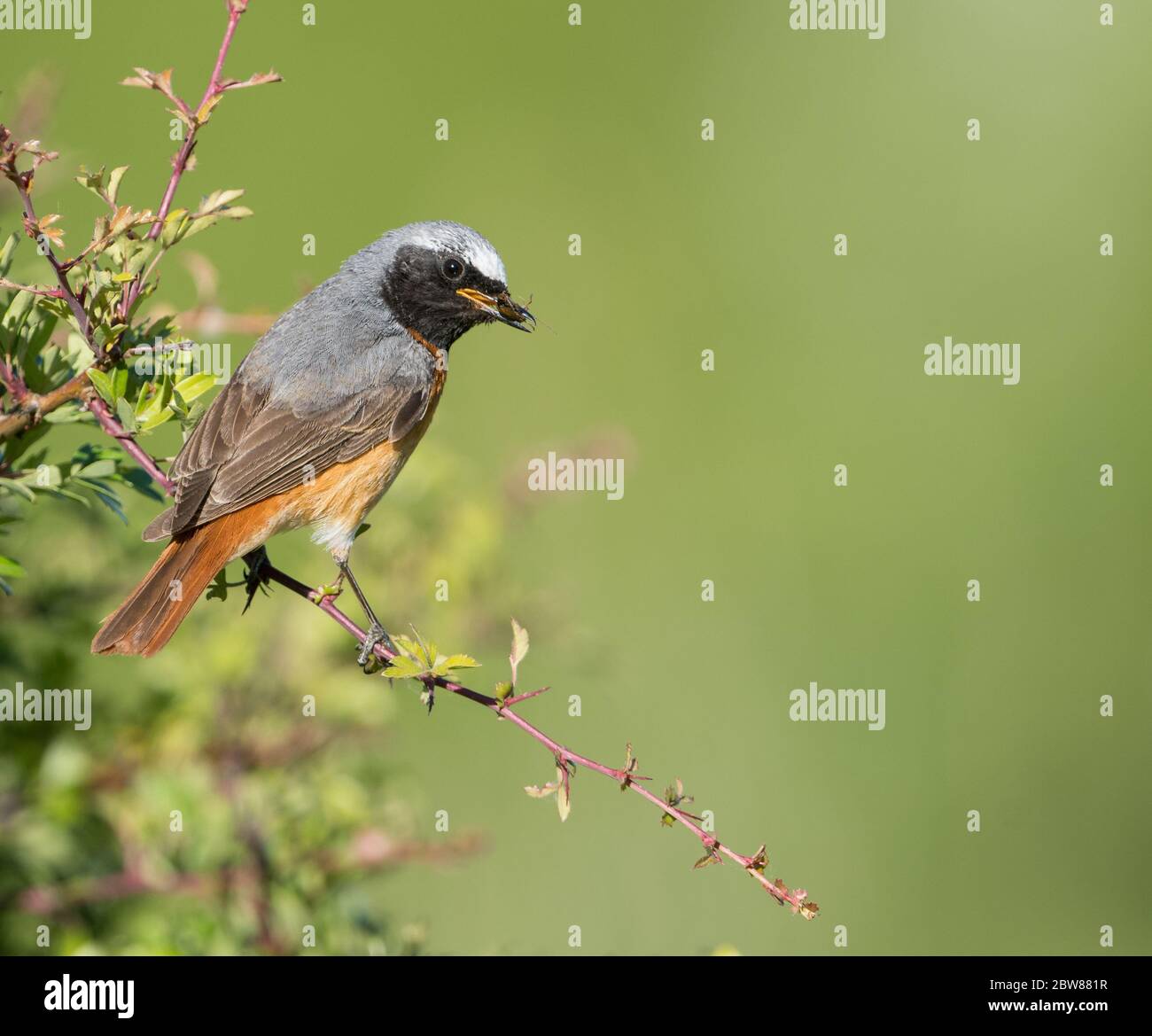A male Common Redstart (Phoenicurus phoenicurus) in breeding plumage perched with food in its beak. Taken on Cleeve Hill, Gloucestershire, UK. Stock Photo
