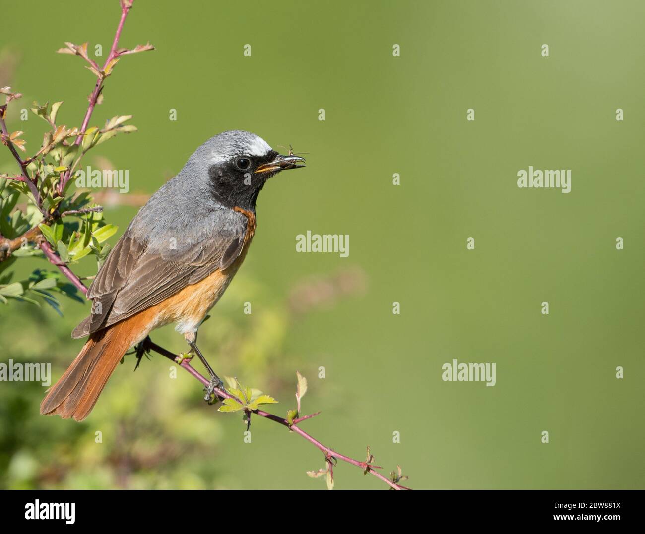 A male Common Redstart (Phoenicurus phoenicurus) in breeding plumage perched with food in its beak. Taken on Cleeve Hill, Gloucestershire, UK. Stock Photo