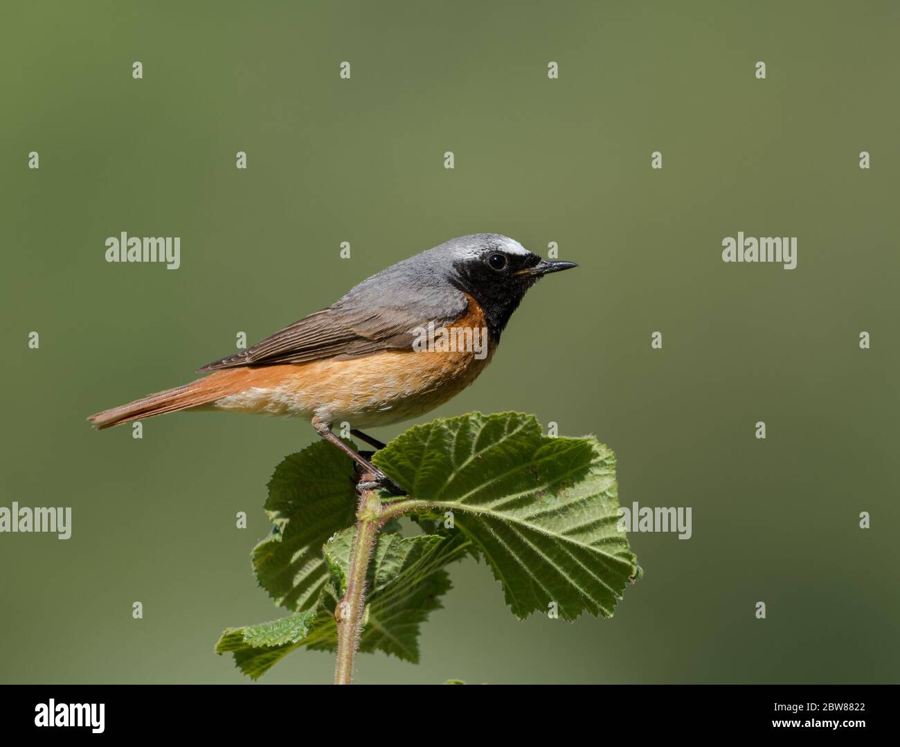 A male Common Redstart (Phoenicurus phoenicurus) in breeding plumage perched in front a clean background. Taken on Cleeve Hill, Gloucestershire, UK. Stock Photo