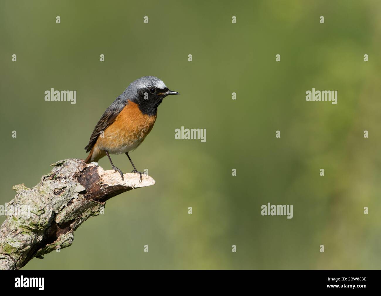 A male Common Redstart (Phoenicurus phoenicurus) in breeding plumage perched in front a clean background. Taken on Cleeve Hill, Gloucestershire, UK. Stock Photo