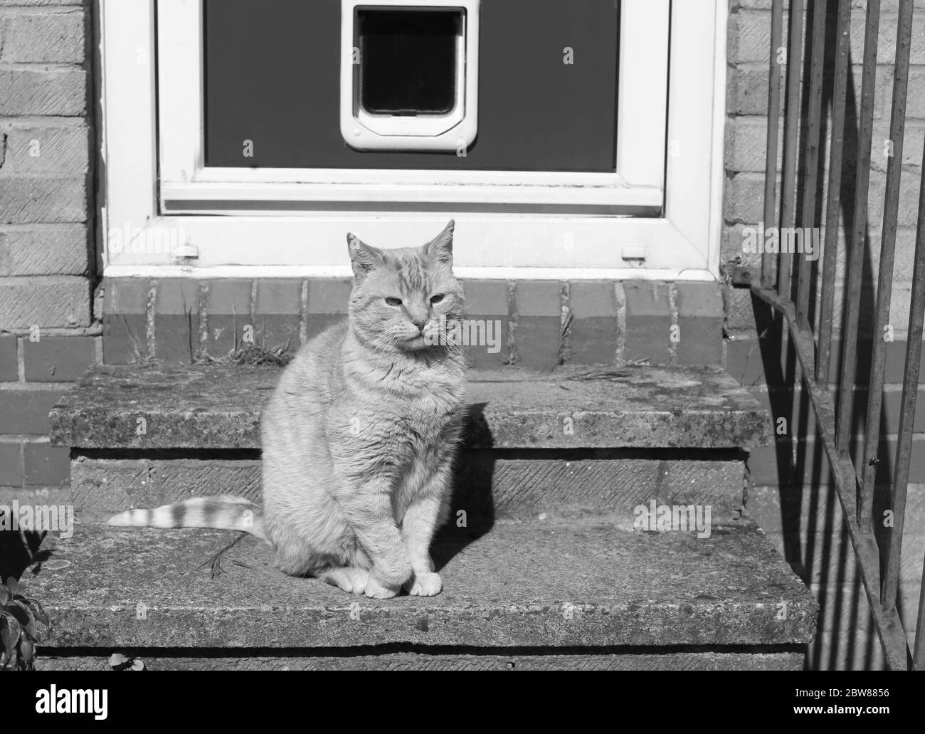 Ginger cat sat on doorstep lockdown pet portrait .Black and White Stock