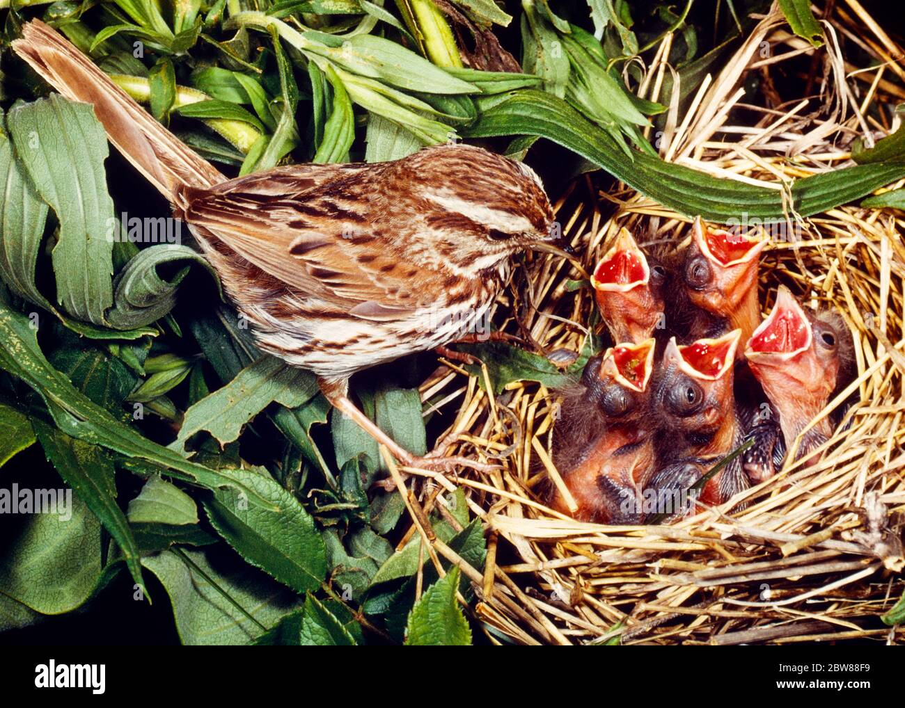 1980s One Adult Song Sparrow Melospiza Melodia Feeding Hungry Hatchlings In Nest Eastern Half Of North America Kb Lan001 Hars Song Voice Vocal Half In Of Connection Conceptual Nourishment Support Vertebrate