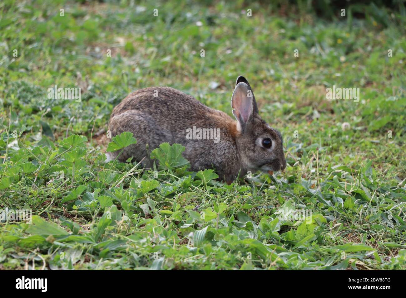 rabbit in a field Stock Photo - Alamy