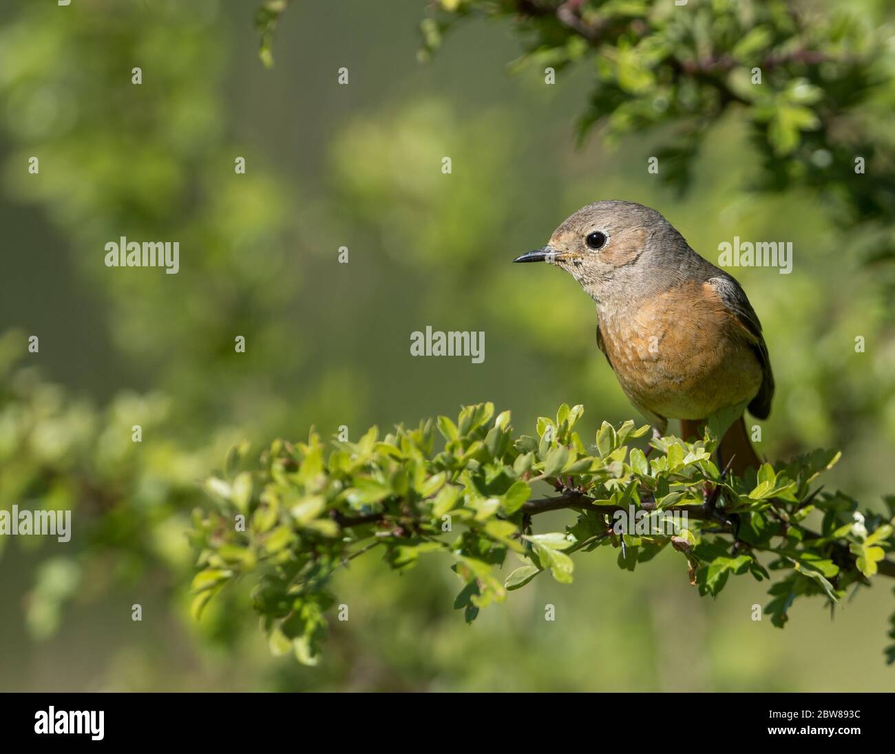 A female Common Redstart (Phoenicurus phoenicurus) in breeding plumage perched in front a clean background. Taken on Cleeve Hill, Gloucestershire, UK. Stock Photo