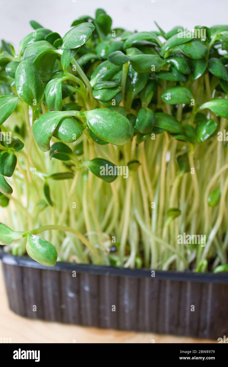 Beans microgreen. Microgreens. Healthy eating concept. Sprouted beans