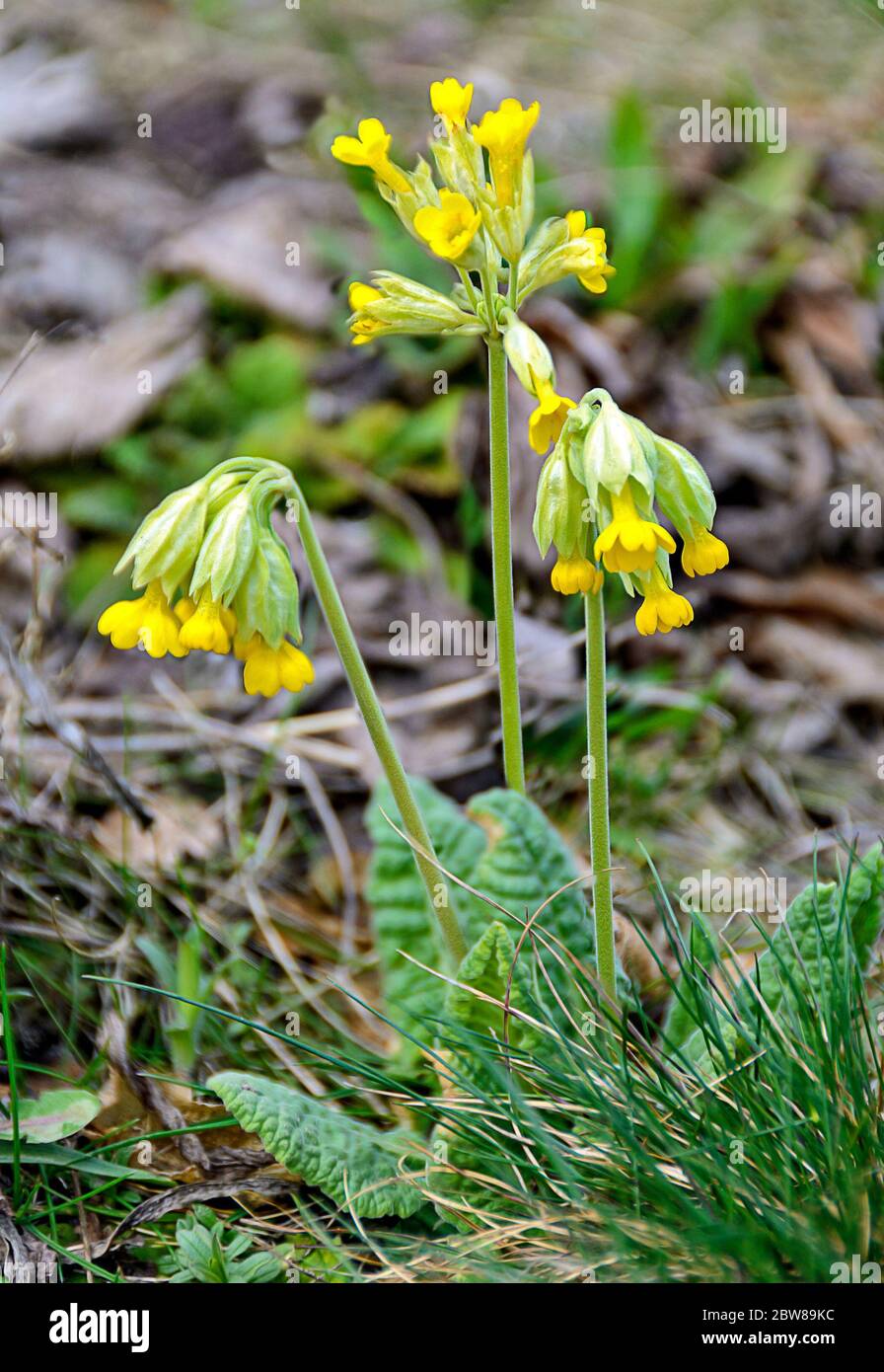 yellow blooming primrose in  sunshine on a dry soil Stock Photo